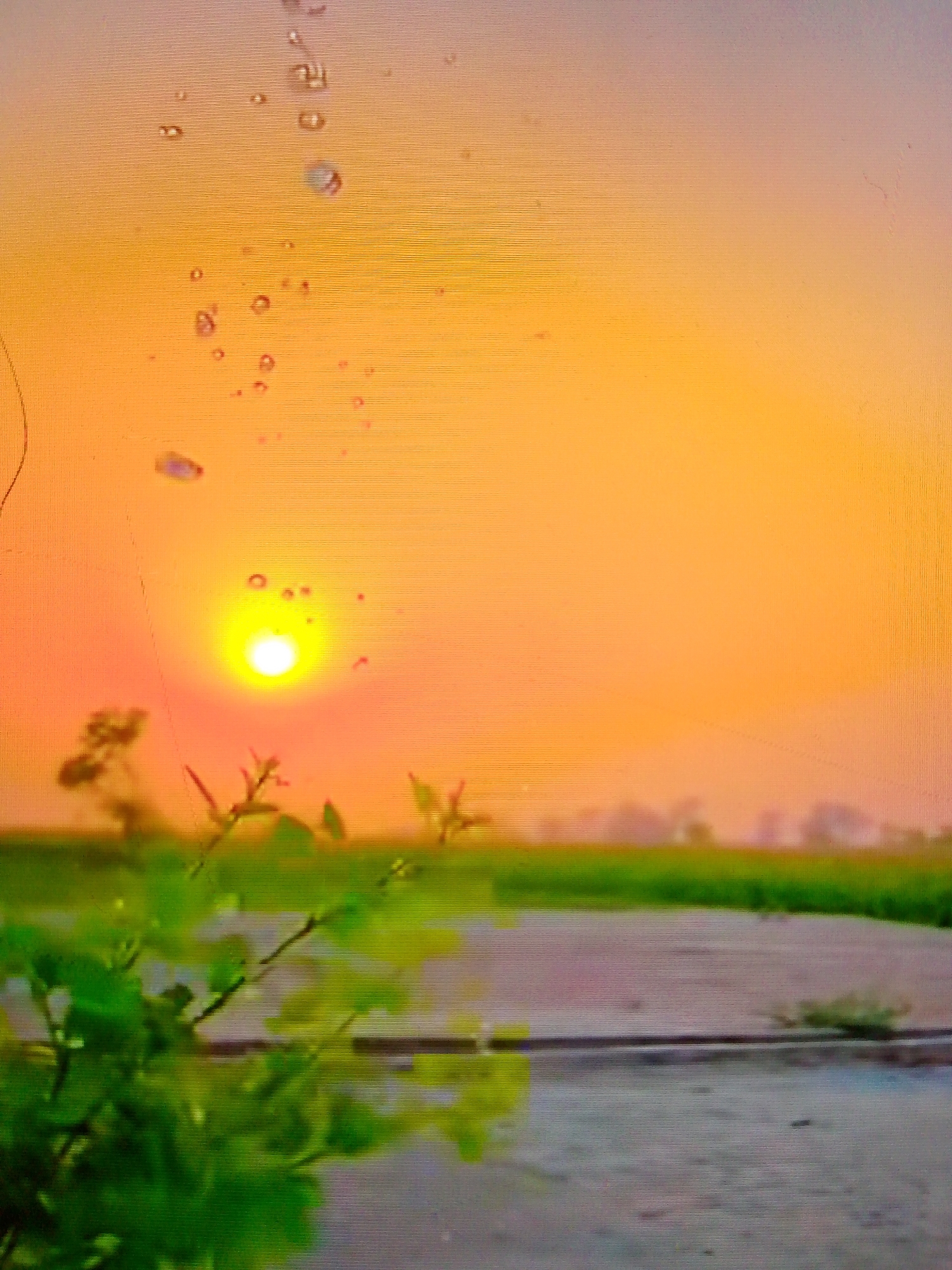The image captures an outdoor landscape during either sunrise or sunset, characterized by a vibrant sky. The sky displays a gradient of warm colors, moving from intense yellow and orange around the sun to a softer, lighter orange and pinkish hue higher up. A brilliant, glowing yellow sun is centrally located and low on the horizon.
In the foreground, out-of-focus green foliage with distinct leaves and branches is visible on the left side, adding a natural element to the scene. Further back, a strip of muted green, possibly agricultural fields or distant vegetation, extends horizontally across the image. Between this green strip and the foreground foliage, a flat, greyish-brown area, which could be a dirt road, pathway, or barren ground, traverses the mid-ground. The distant horizon features a blurry, hazy line of trees or structures, softened by atmospheric conditions.
A defining characteristic of this media file is the presence of numerous visual artifacts and imperfections. The entire image is overlaid with distinct horizontal lines, reminiscent of a display screen or a scanned image. Scattered throughout the sky and, to a lesser extent, the foreground, are multiple small, circular anomalies resembling water droplets, air bubbles, or dust on a lens or screen. There are also several fine scratches or linear imperfections visible, particularly on the left side of the frame. These artifacts suggest the image might be a photograph of a display or a deteriorated physical photograph. No people or visible text are present in the image.