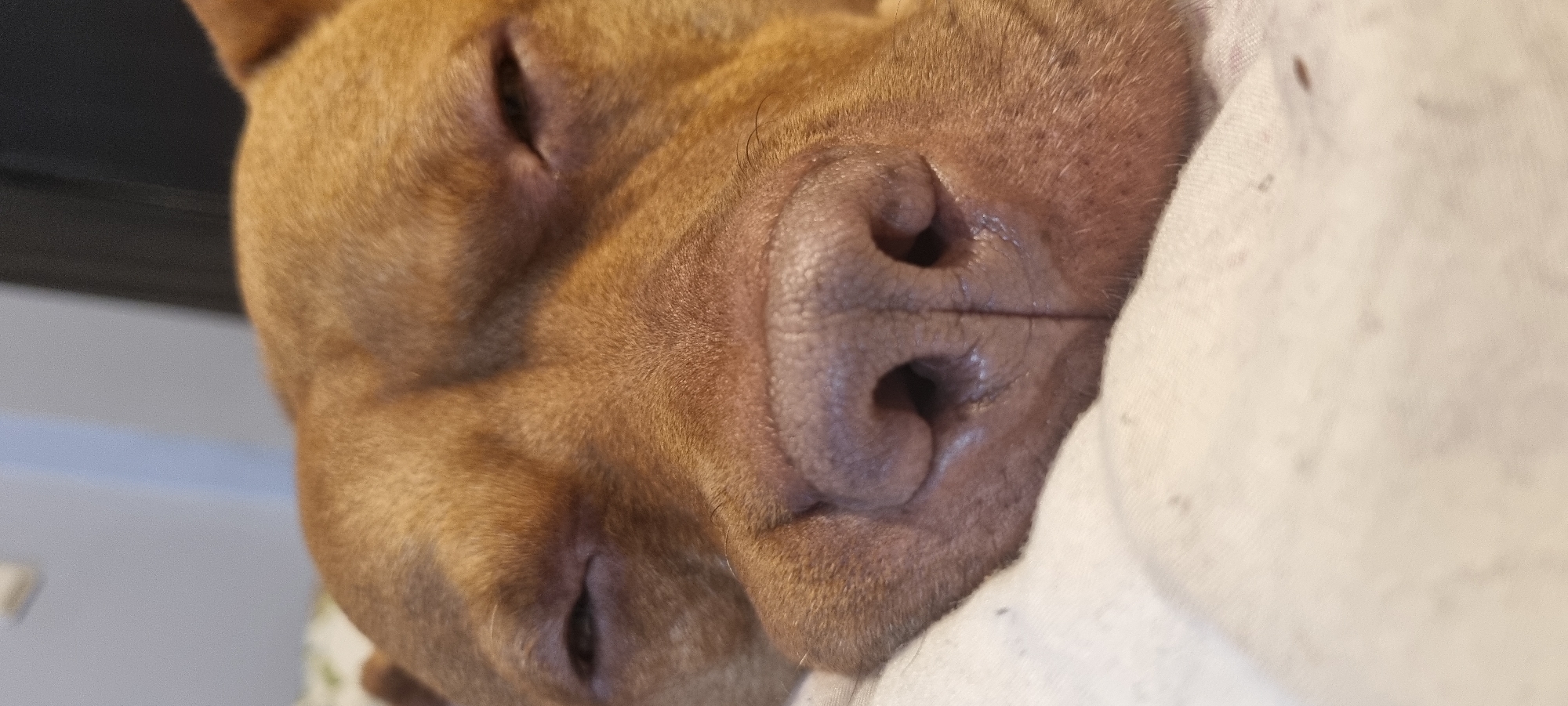 A close-up, vertical shot captures the face of a sleeping dog. The dog has short, reddish-brown fur, visible in soft textures across its head and muzzle. Its eyes are closed, suggesting deep sleep or relaxation. The most prominent feature is its dark pinkish-brown nose, which appears moist and textured with visible wrinkles and nostrils.
The dog is nestled comfortably, with a soft, light-colored (likely white or cream) blanket or bedding partially obscuring its head on the right side of the frame. A small dark spot is visible on the blanket. In the background, out of focus, are blurred areas of dark grey/black and lighter grey, indicating an indoor setting, possibly a bed or couch. The overall mood is peaceful and serene, emphasizing the dog's comfort and rest. No text is visible in the image.