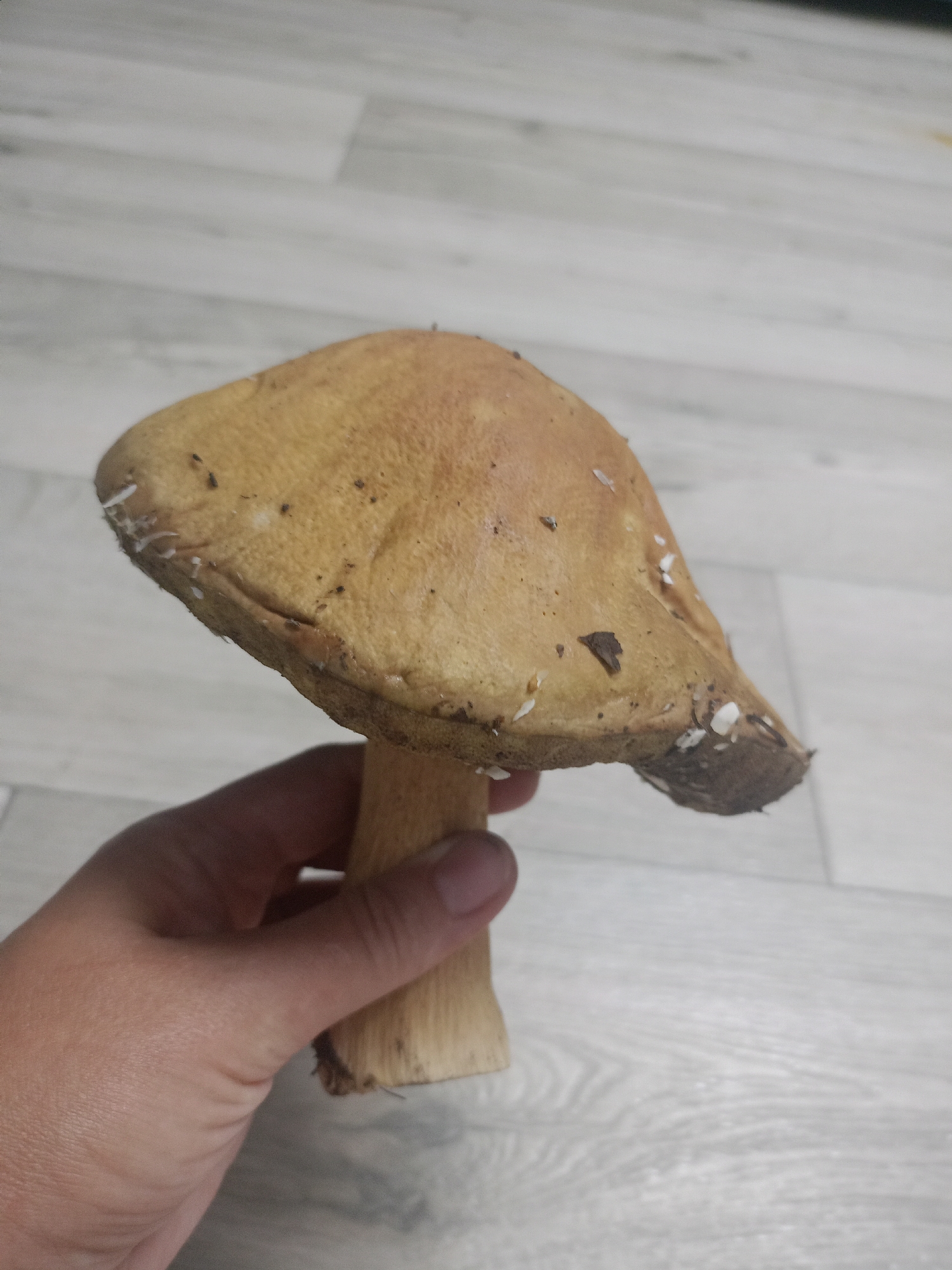 A hand holds a large, brown-capped mushroom over a light-colored, wood-patterned floor. The mushroom's cap is roughly circular with some irregular edges and appears to be slightly damp. Small white fragments are visible on the edge of the cap. The stem is pale brown and cylindrical. The background is a light gray floor with a distinct wood grain pattern. The image was captured in Ridder, Kazakhstan.