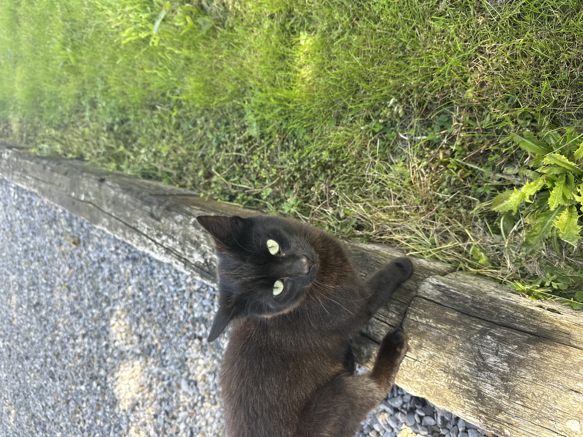 A black cat with green eyes is perched on a weathered wooden beam. To the left of the beam, there is a surface covered with small gray gravel. To the right of the beam, there is a patch of green grass with some weeds. The scene is outdoors and appears to be in Moortown, Ireland.