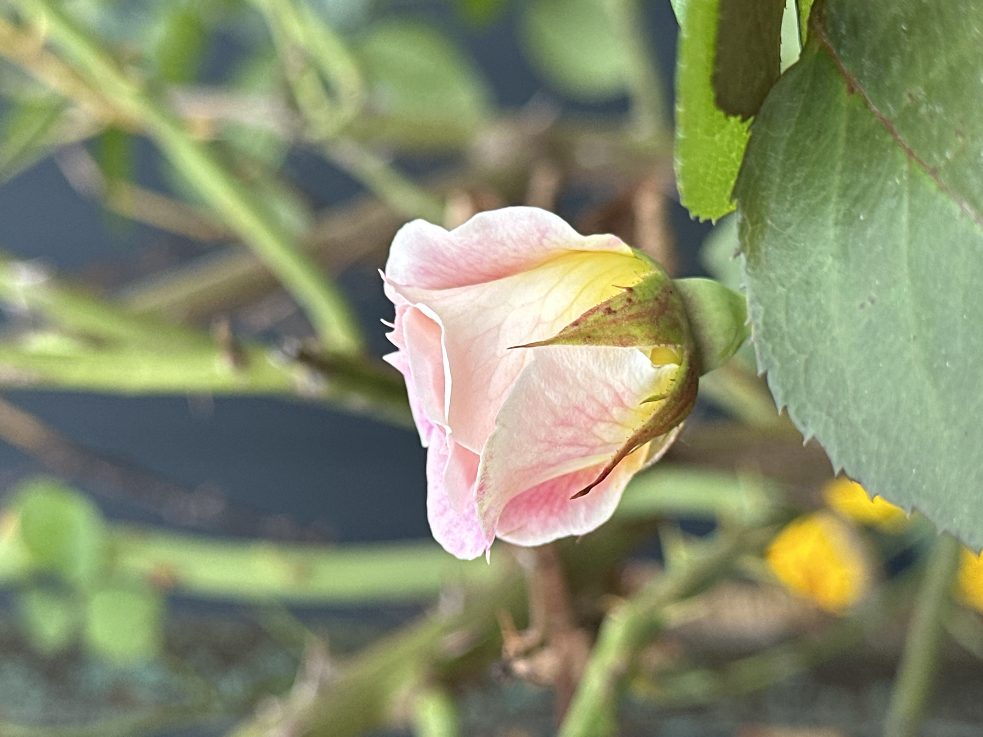 A close-up, vertically oriented, outdoor photograph captures a developing pink and white rosebud. The rosebud is partially open, revealing delicate petals that transition from a soft pink at the edges to a pale yellow near the center. The bud is adorned with green sepals, some of which display reddish-brown striations and are tipped with sharp thorns. The background is a blur of green foliage and brown stems, with a dark, indistinct area that may be a wall or shadow. In the lower right corner, a portion of a large, green, serrated leaf is visible, its veins subtly etched onto its surface. A soft yellow blur in the mid-ground suggests the presence of another unfocused flower or object. The image is sharp on the rosebud, with a shallow depth of field that blurs the surroundings. There is no indication of people or specific Yessentuki landmarks.