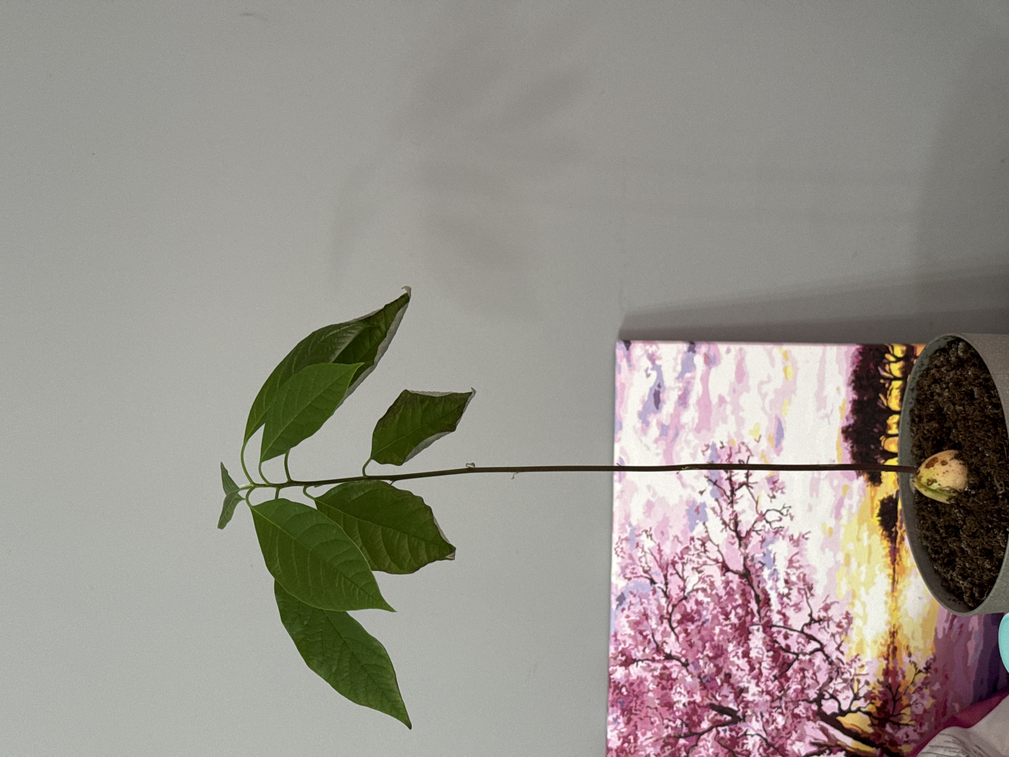 An avocado seedling is growing in a gray pot filled with dark soil. The seedling has a thin, reddish-brown stem and several vibrant green leaves at the top, with the avocado pit partially visible at the base of the stem. Behind the pot, a painting depicts a scenic landscape with a cherry blossom tree in full bloom against a backdrop of a sunset sky and silhouetted trees. The background of the image is a plain, light gray wall. There is no visible indication of the city of Łódź, Poland, or any specific location.