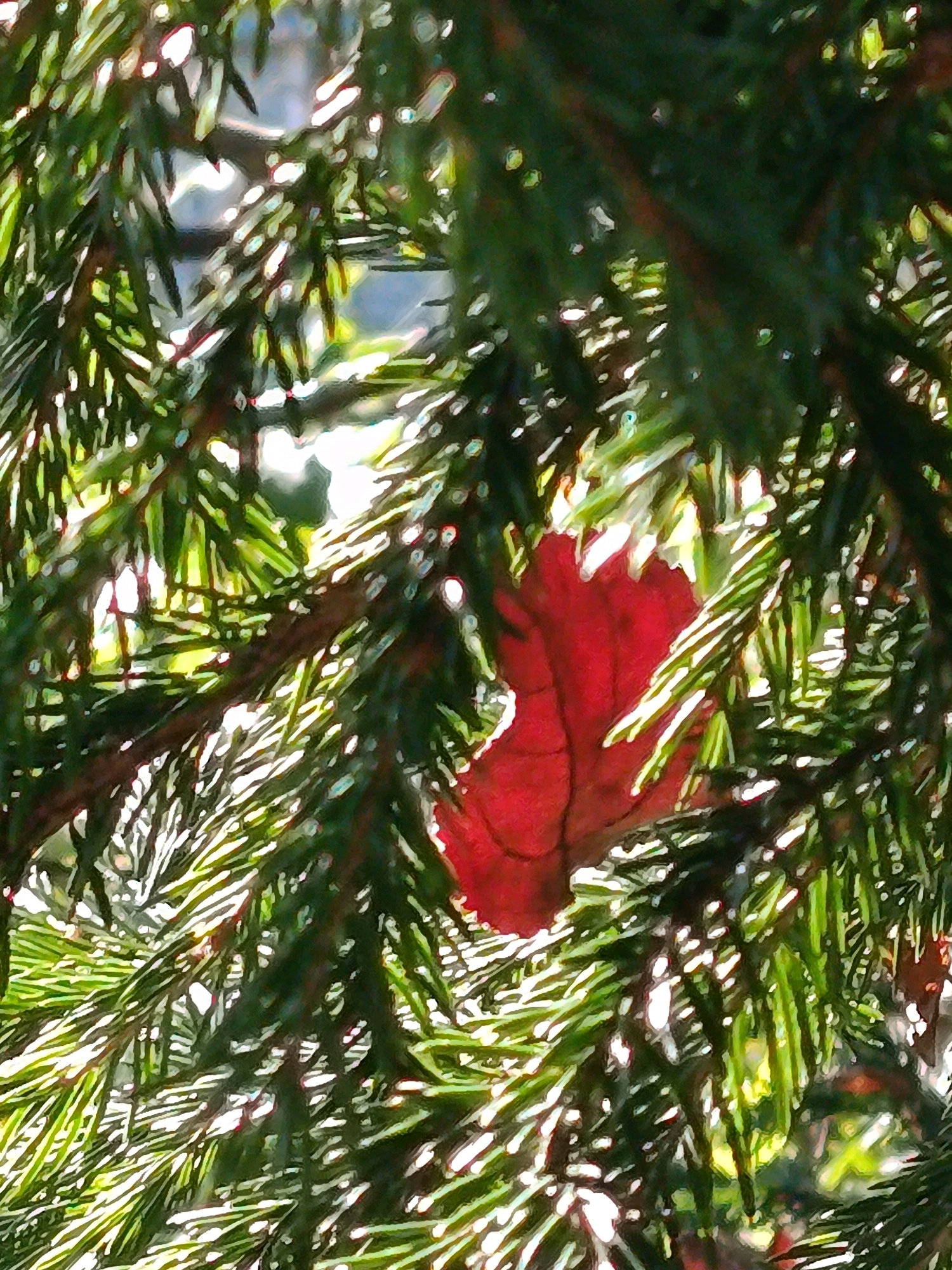 The image is a close-up, eye-level, outdoor shot of evergreen branches with a single red leaf caught among them. The evergreen needles are a dark green, and many are illuminated by bright sunlight, creating streaks of white and yellow light. The red leaf is heart-shaped and appears to be made of thin material, possibly paper or fabric, with visible veins. The background is blurred, showing patches of blue and white, suggesting a sky or distant light. The scene appears to be in the city of Vereya, Russia, as indicated by the context provided. There are no people or animals visible in the image, and no specific actions are taking place. The environment is natural, with the focus on the texture and color contrast between the evergreen foliage and the red leaf.