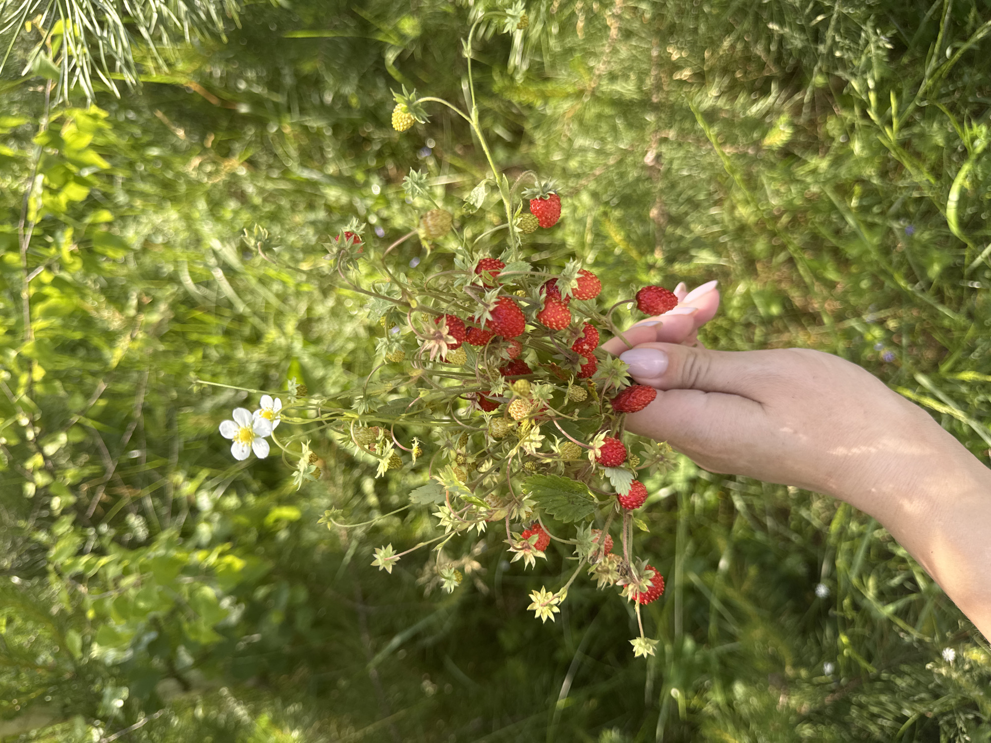 In Vassyata, Russia, a person's hand with lightly manicured nails holds a small bouquet of wild strawberries. The bouquet consists of thin green stems adorned with numerous small, bright red wild strawberries, some of which are unripe and green. A single white flower with a yellow center is also visible among the berries. The background is a blur of lush green foliage, suggesting an outdoor setting in a natural environment, possibly a field or forest edge, bathed in bright sunlight.