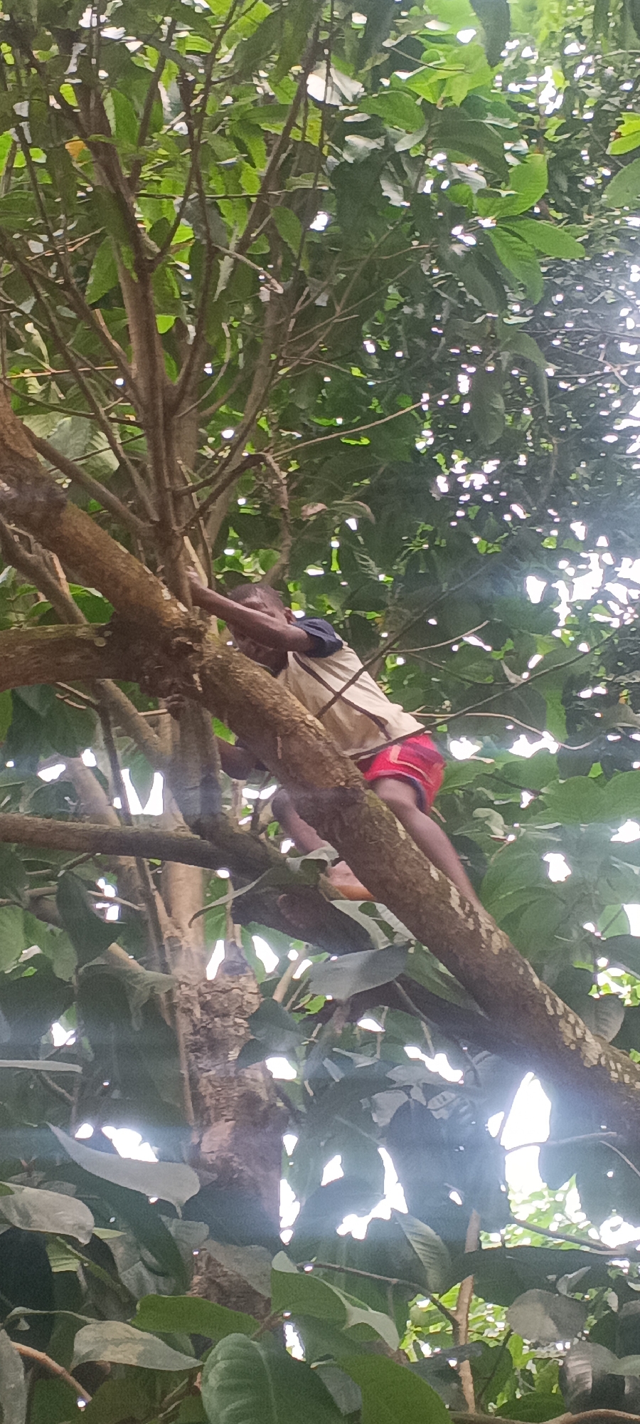 This vertical shot captures a young person climbing a large, leafy tree in Eziudo, Nigeria. The individual, appearing to be a child or adolescent with dark skin, is seen amidst the dense green foliage and robust brown branches. They are wearing a light-colored short-sleeved top with dark sleeves and red shorts.
The person is actively gripping and bracing themselves on the sturdy branches, with their right arm extended and their body angled as they navigate the tree. Their legs are also visible, bent and positioned for climbing or resting. The perspective is from below, looking up into the tree canopy, where bright sunlight filters through the numerous green leaves, creating a dappled effect and illuminating parts of the branches.
The scene conveys an outdoor, natural setting, likely during the daytime, suggesting a playful or adventurous activity. The tree is thick with foliage, indicating a lush environment. No specific emotions are clearly visible on the person's partially obscured face, but the act of climbing implies energy and focus. There is no visible text in the image.