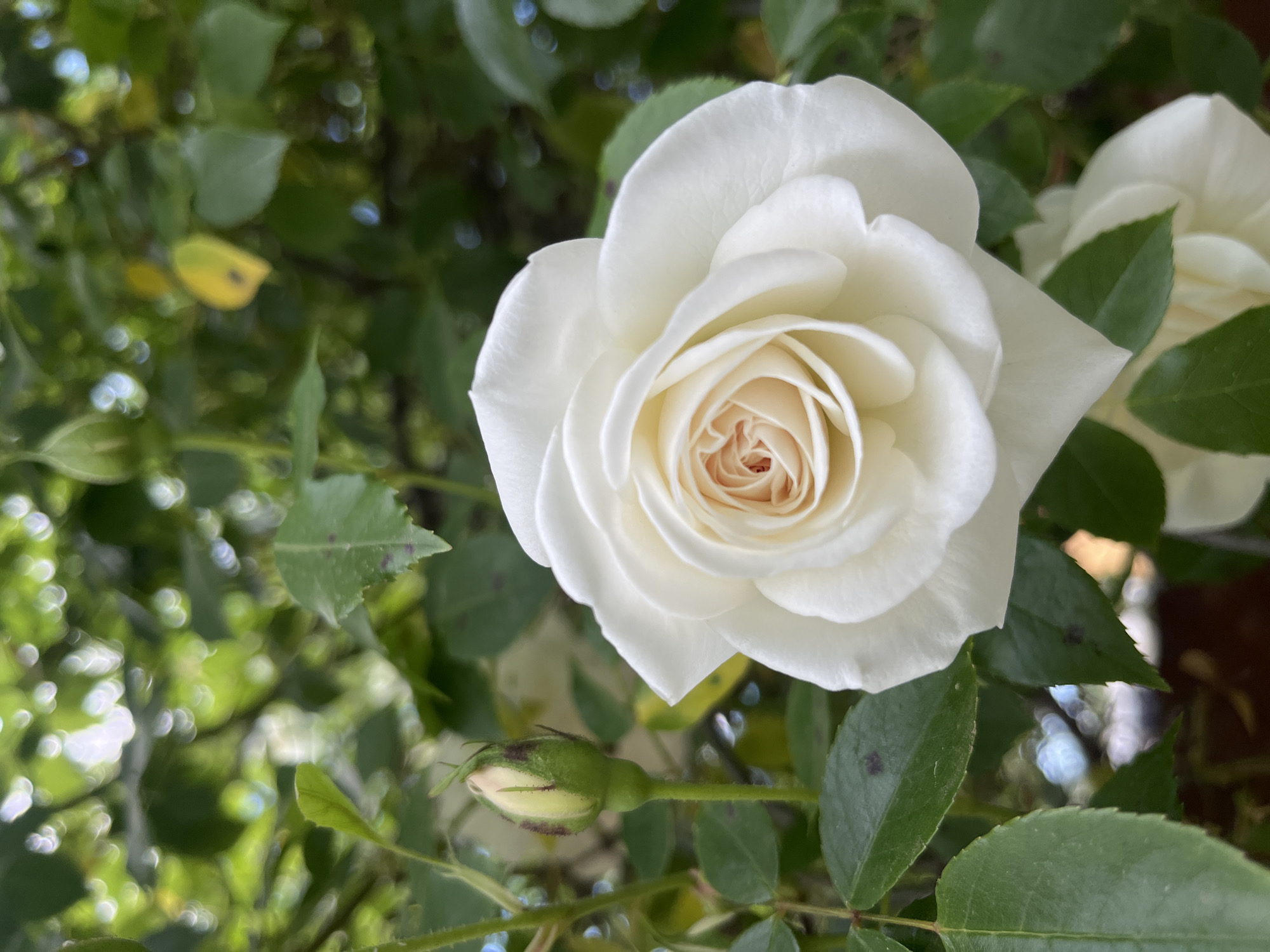 A close-up photograph shows a blooming white rose with a bud on a vine. The flower has many petals arranged in a spiral pattern, with a pale yellow center. The bud is green and slightly open. The vine is covered in green leaves, with a few yellowed leaves. The background is a blur of green foliage and light, suggesting an outdoor setting. No people are visible. The location is specified as Lozarevo, Bulgaria.