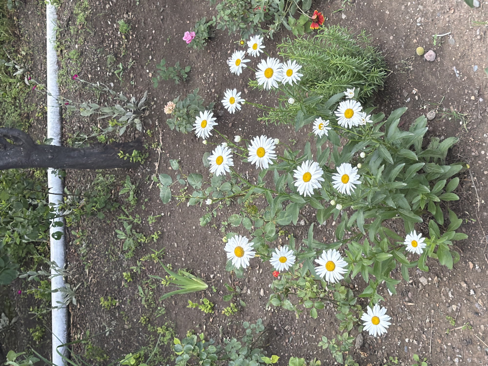 A ground-level, medium shot captures a cluster of white daisies with yellow centers in a garden setting. The daisies are in various stages of bloom, with some fully open and others as buds. They are interspersed with green foliage and stems. The background consists of dark soil with scattered small stones and pebbles, and hints of other plants and a tree trunk. A few other small flowers, including a red and yellow one, are visible in the distance. The scene appears to be an outdoor garden, possibly in a residential area. The specific location in Tbilisi, Georgia cannot be determined from the visual information alone.