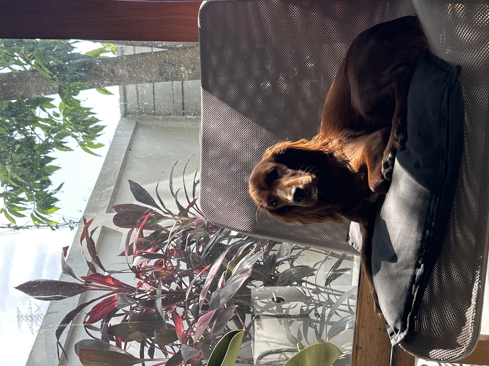 A medium-sized, reddish-brown dog is resting on a chair near a window in a room, likely in the city of Chang Phueak, Thailand. The dog is lying on a dark gray cushion placed on the seat of a gray mesh chair. Sunlight streams through the window, casting shadows on the chair and the dog. Outside the window, there are plants with red and green leaves and a tree with green foliage. A concrete wall is visible in the background, and a power line tower can be seen in the distance. The overall impression is of a peaceful, sunlit interior scene with an outdoor view.