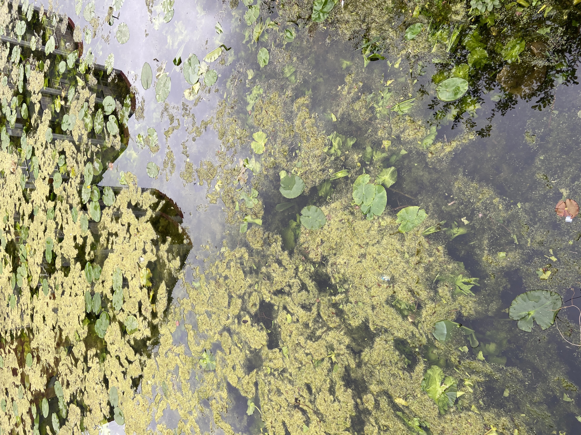 The image shows a body of water, possibly a canal or pond, in the city of London, United Kingdom. The water is murky with abundant aquatic vegetation, including lily pads and algae. The surface of the water reflects a building with a multi-story facade. There are plants around the pond's edges.