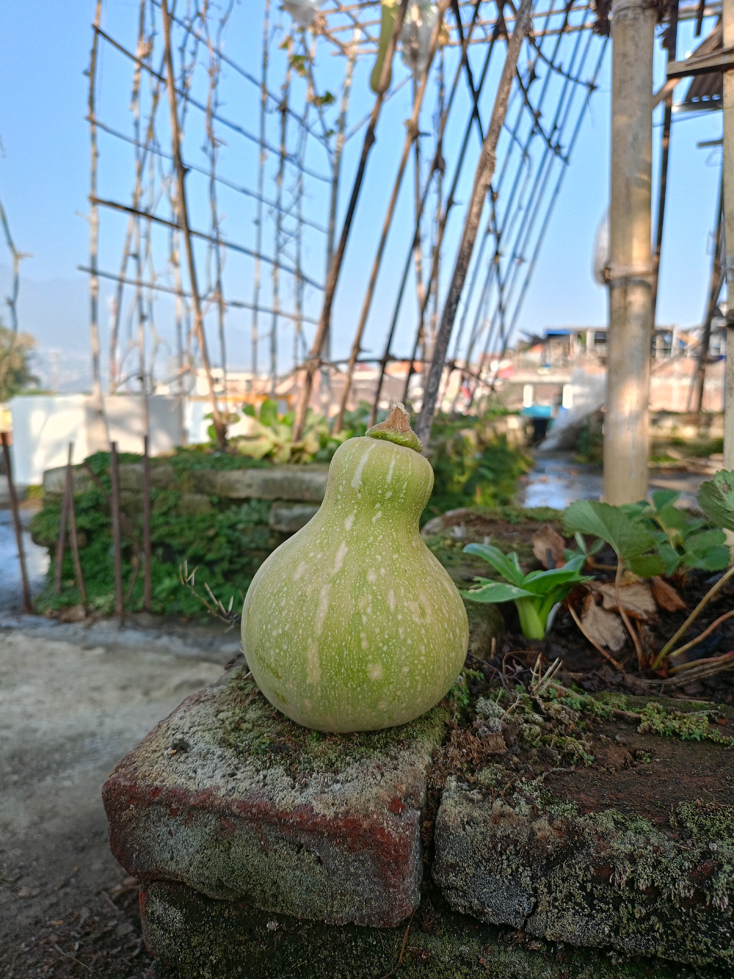 A light green gourd, shaped like a bottle, rests on a moss-covered brick ledge. The gourd has white speckles. Behind it, a trellis made of bamboo poles arches against a clear blue sky. In the background, there are buildings with reddish roofs and some vegetation. The scene appears to be an outdoor setting, possibly a rooftop garden or balcony, in Batu, Indonesia, given the architecture and vegetation. There are no people visible in the image.