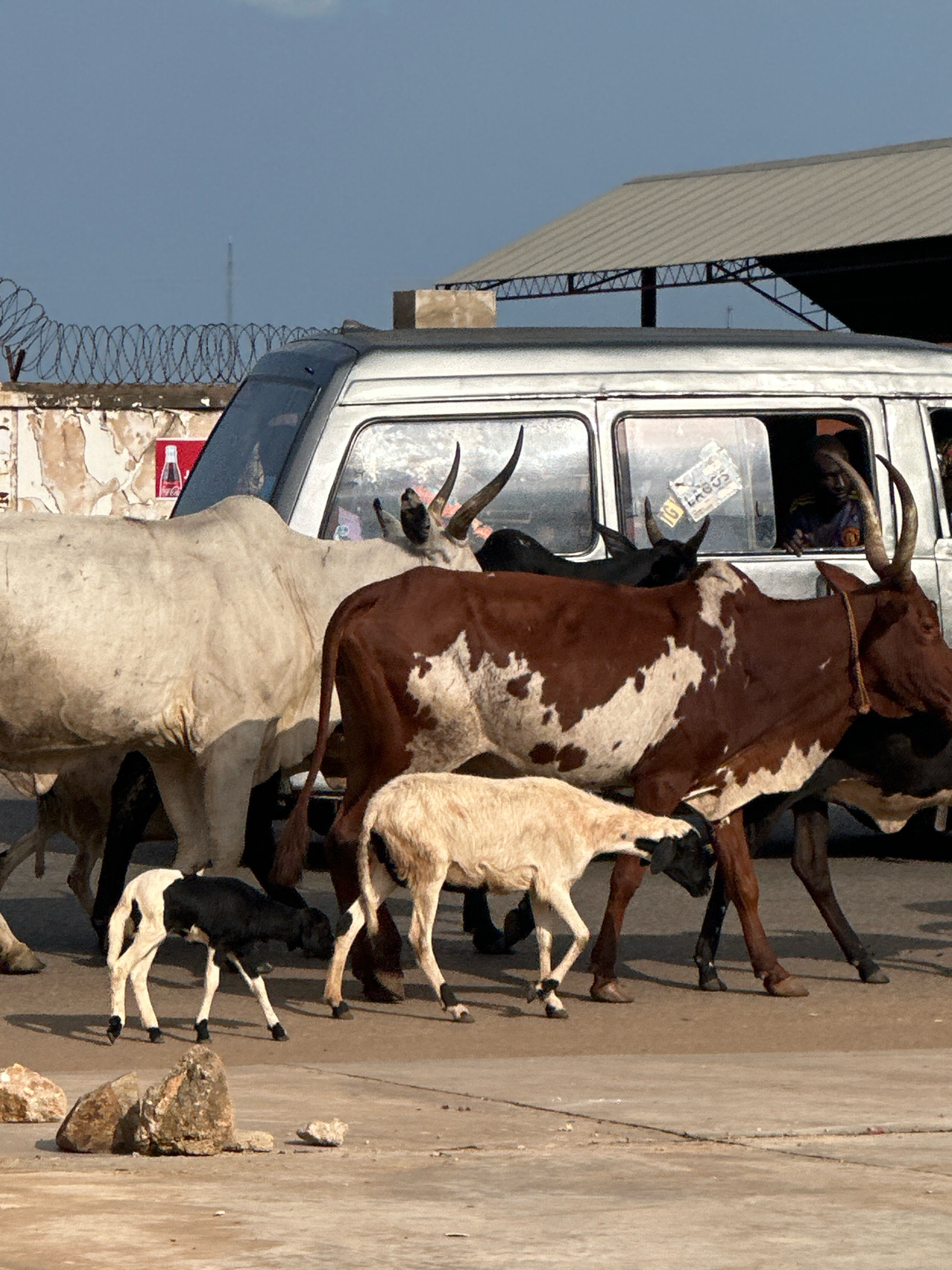 A herd of cattle and sheep, including a black and white lamb, are walking alongside a silver van. A man is visible inside the van, looking out the window. The scene appears to be in Barakin Lerawi, Nigeria, with a building with a corrugated metal roof and barbed wire fencing in the background. The ground is paved with concrete and there are scattered rocks in the foreground. The sky is clear with some clouds.