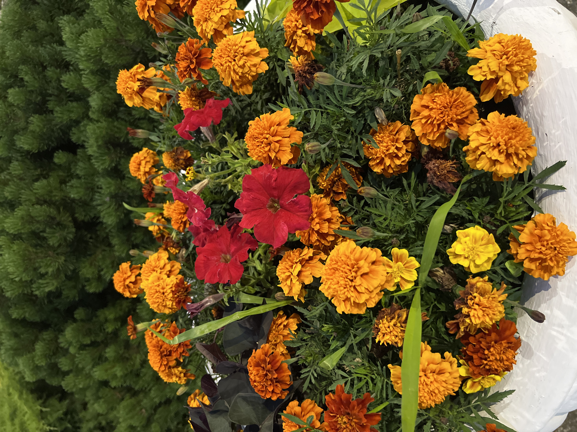 The image shows a close-up of a planter filled with a variety of marigolds in shades of orange, yellow, and red. Some red petunias are also visible. The flowers are dense and form a vibrant tapestry of color against a backdrop of dark green foliage. The planter itself is white and appears to be made of a textured material. The scene is likely in an urban park or garden setting. No people or animals are present.