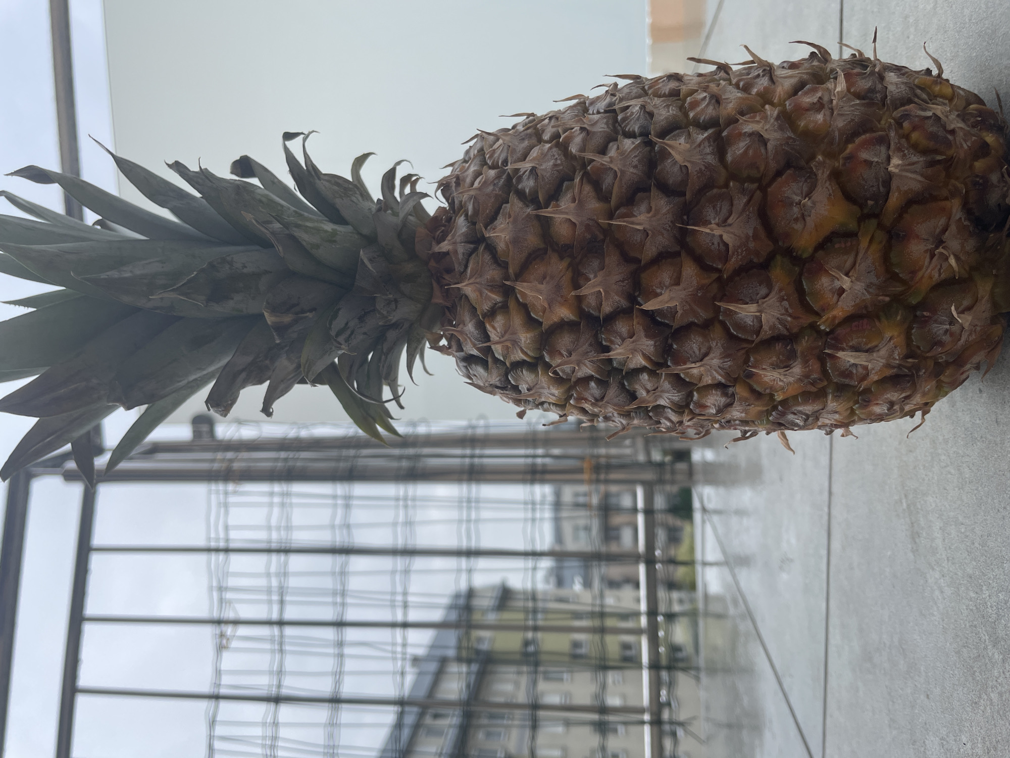 A whole pineapple sits on a tiled outdoor surface, with a blurred background of buildings and a gray sky. The pineapple is positioned in the foreground, taking up a significant portion of the frame, with its spiky leaves extending upwards and its textured brown skin clearly visible. Behind the pineapple, a metal railing with a checkered pattern is present, further obscuring the view of the city. The tiles on the ground appear to be wet, reflecting the dull, overcast light. The overall scene suggests a slightly damp and cool environment.