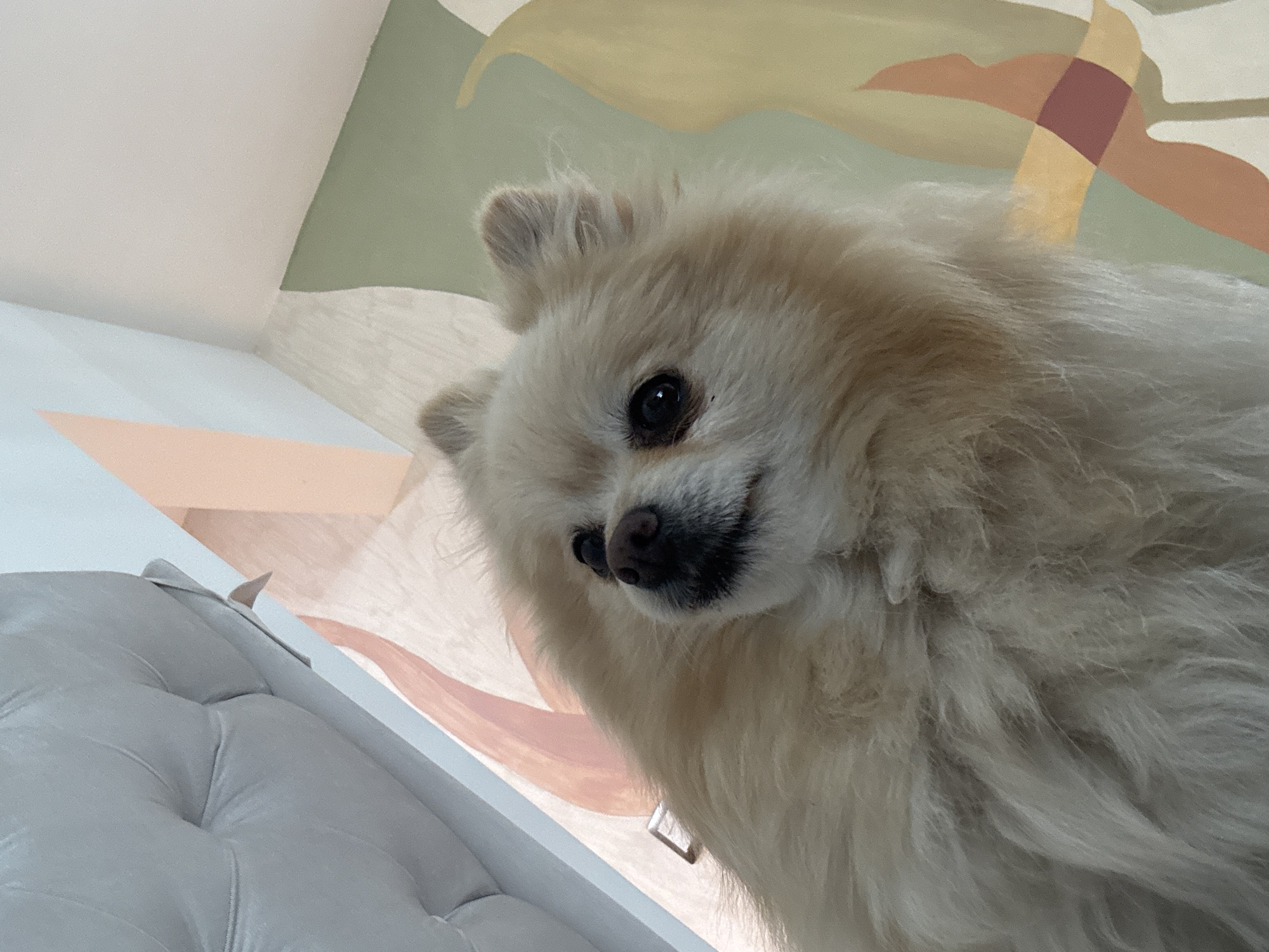 A Pomeranian dog is looking down at the camera, close up. The background shows a room with a white buttoned cushion and a wall with painted abstract shapes in beige, green, and brown. The location is potentially San Bernardino Tlaxcalancingo, Mexico.
