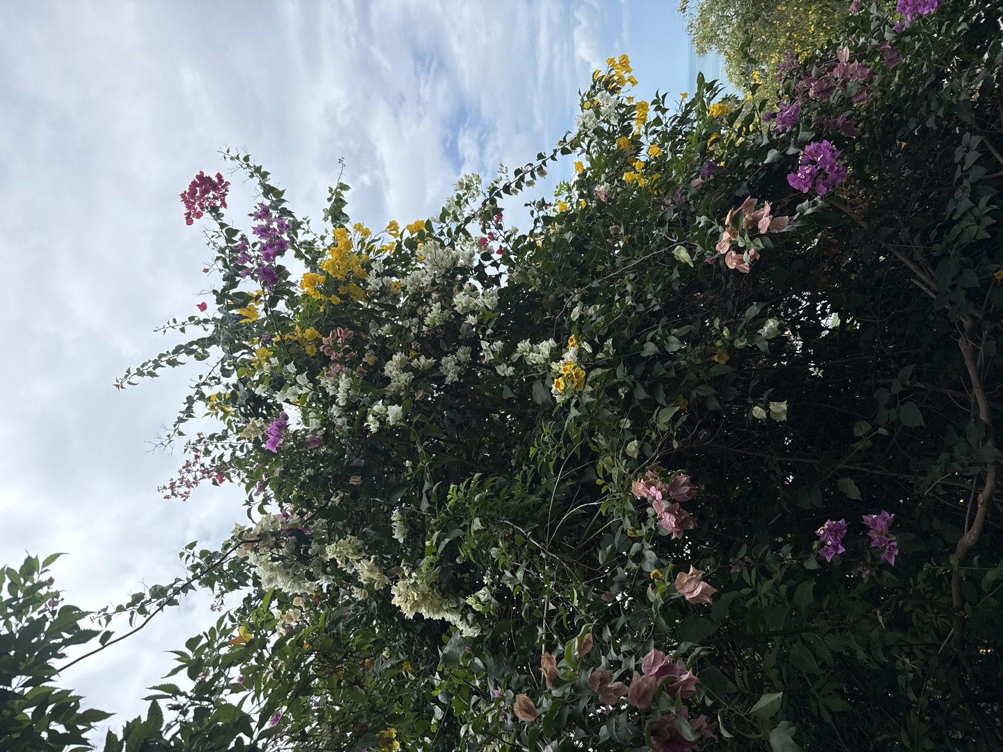 A densely foliated bougainvillea bush with multi-colored bracts of pink, white, yellow, and purple is showcased against a cloudy sky. The plant extends from the lower left to the upper right of the frame. In the background, a sliver of turquoise ocean is visible beneath a light blue sky with scattered clouds. The scene is consistent with an outdoor setting in a tropical environment, likely a garden or park within Ko Samui District, Thailand, given the vegetation and coastal view. There are no people or animals present. The lighting suggests it is daytime, possibly overcast due to the clouds.