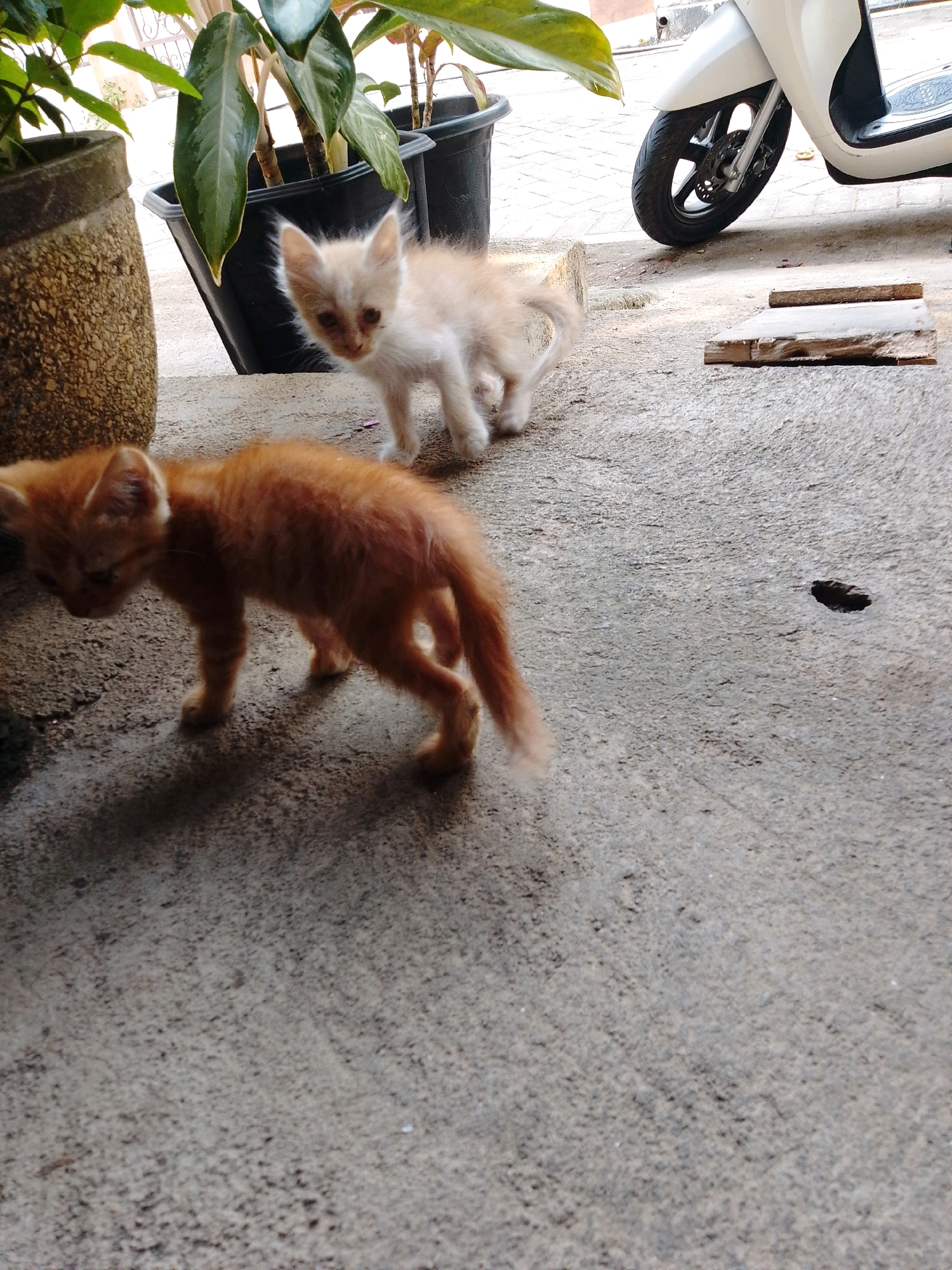 In the city of Cikal, Indonesia, an outdoor scene unfolds on a concrete surface, likely a sidewalk or courtyard. In the foreground, an orange tabby kitten stands with its head lowered, its body in profile facing left. Behind it, a lighter-colored kitten, also a tabby, is alert and looking towards the viewer. Both kittens appear to be young.
The environment includes potted plants with large green leaves in dark planters, situated behind the kittens. To the right, a white scooter is partially visible, with its front wheel and fender in view. A couple of pieces of weathered wood lie on the concrete near the scooter. The overall impression is a casual, everyday setting, possibly a residential area or a shop entrance in Cikal. The concrete is textured and shows some signs of wear and tear, with a small dark hole present in the surface.