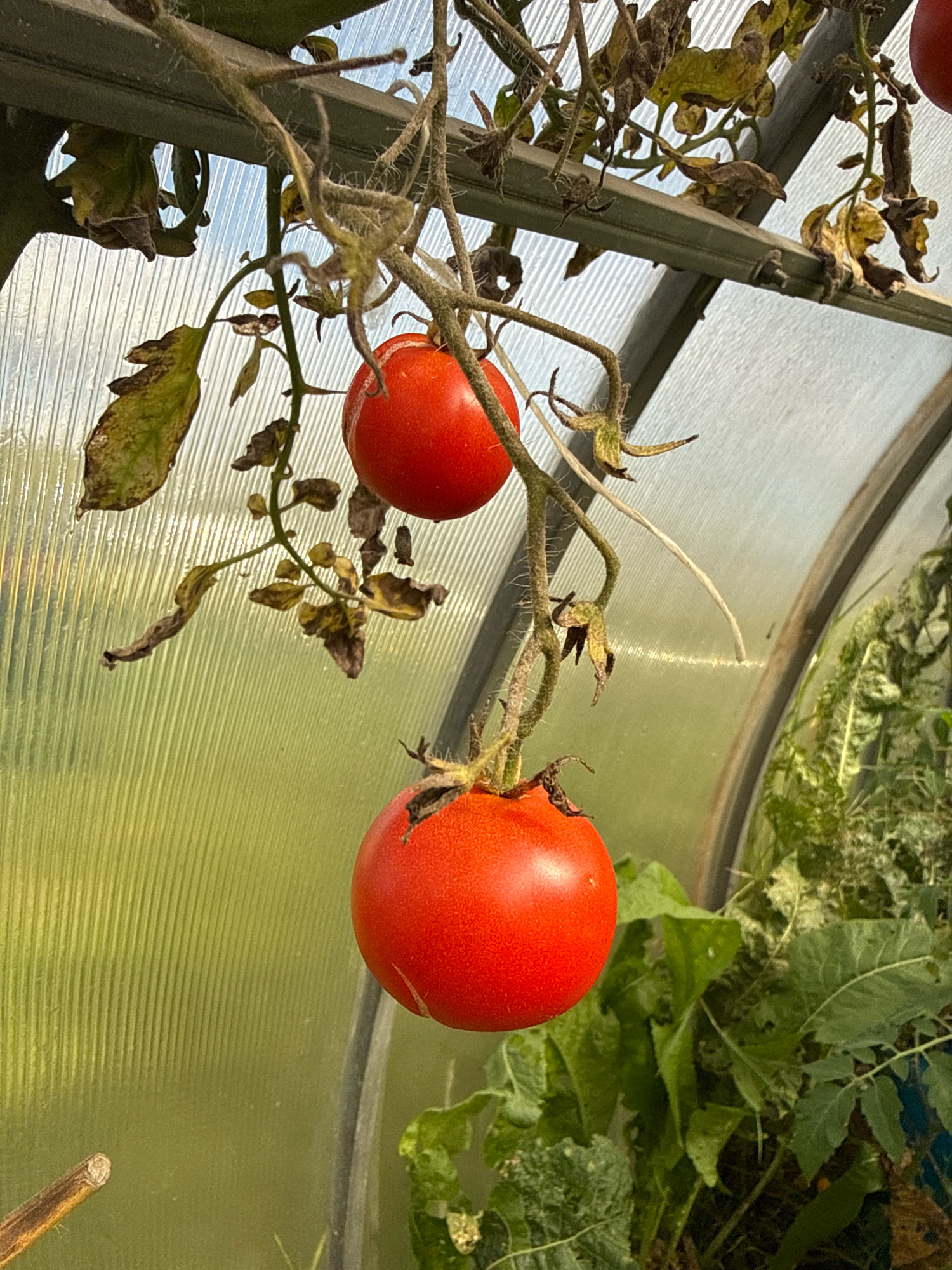 A close-up, vertical shot captures two ripe, red tomatoes hanging from a vine within a greenhouse. The tomatoes are vibrant and round, with the bottom one appearing slightly larger than the top one. They are attached to a thin, fuzzy vine, which in turn is connected to thicker, woody stems. Dry, brown, and wilting leaves are scattered on the vine, indicating the plant is reaching the end of its season. The background consists of a translucent, ribbed greenhouse panel, through which a blurred green field and a bright sky are visible. The overall impression is one of nature's bounty, with a hint of autumnal decline. This scene was captured in Galinė, Lithuania.