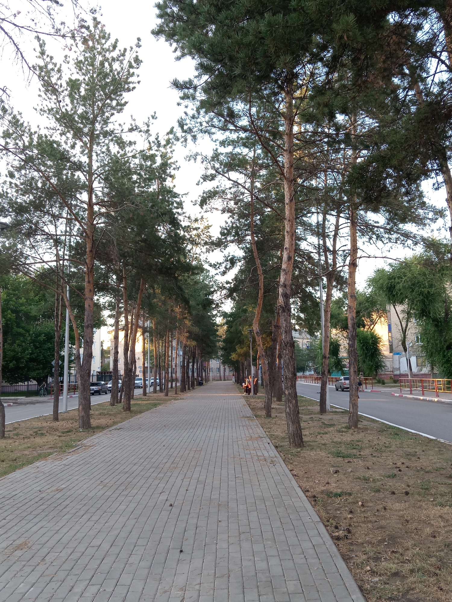 The image depicts a paved pedestrian walkway running alongside a street lined with tall pine trees in the city of Rudny, Kazakhstan. The walkway is constructed of light gray interlocking pavers, and sparse dry grass and pinecones are visible on the strip of land between the walkway and the street. The street itself is asphalt, with a white line marking the edge and a red and yellow barrier along the sidewalk. Several cars are parked or driving on the street, and buildings with light-colored facades are visible in the background. A few individuals are present on the walkway and street, including someone on a bicycle and others walking or sitting. The lighting suggests it is late afternoon or early evening, with sunlight filtering through the trees.