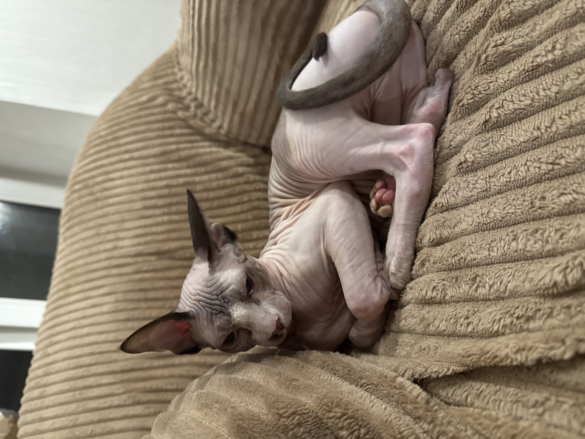A Sphynx cat is lying on a textured brown couch. The cat is light-colored with visible wrinkles and large ears. Its tail is curled around its body. The couch appears to be indoors, with a wall and light visible in the background.