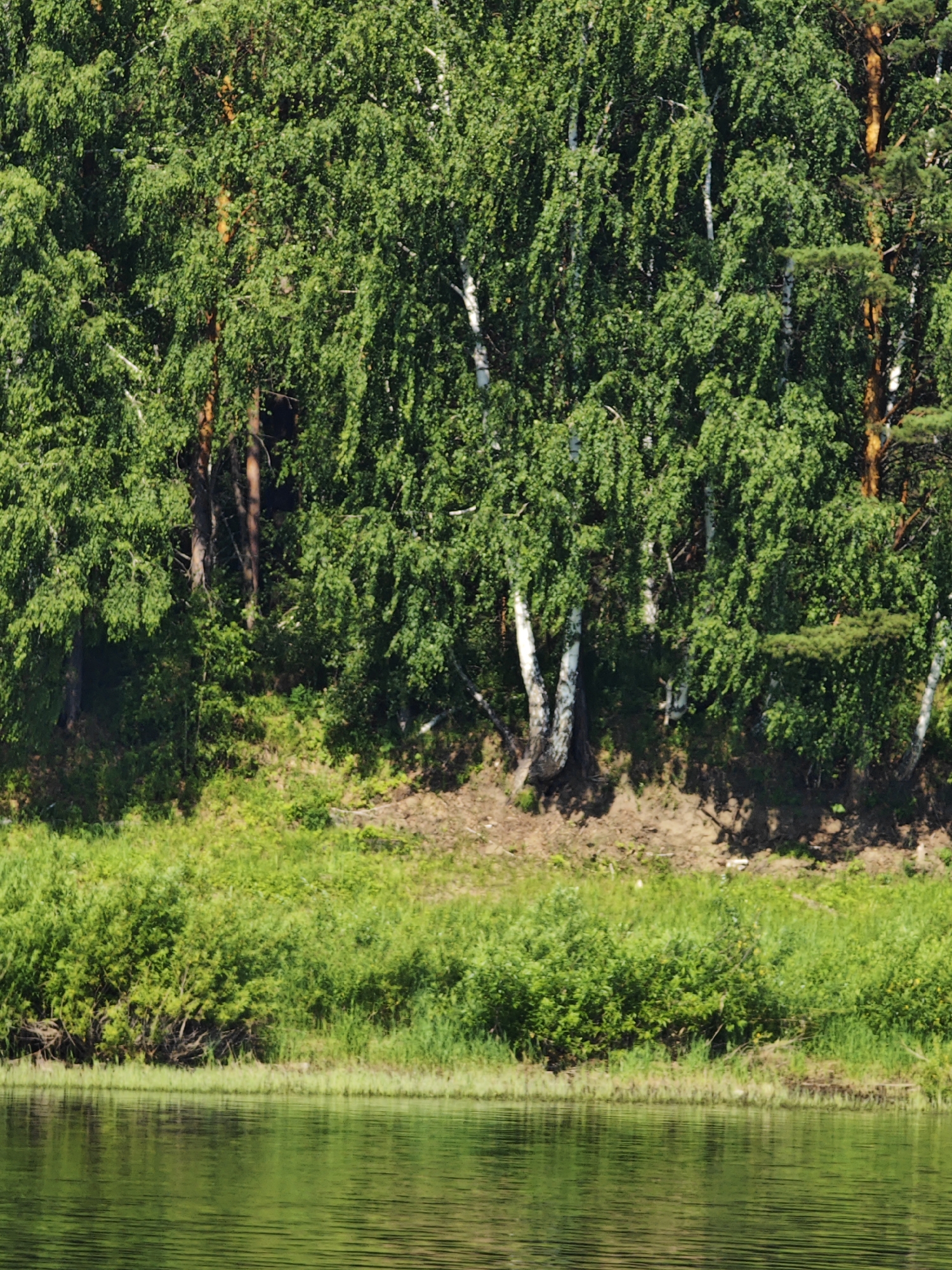 The image depicts a natural scene bordering a body of water, characteristic of the Piskunovka, Russia area. The foreground is dominated by a calm, green-hued body of water with subtle ripples on its surface, reflecting the surrounding vegetation. The middle ground features a dense line of lush green grass and bushes growing along the bank. Beyond this, a steep embankment rises, sparsely covered with dry earth and some vegetation. The background is a thick forest canopy composed primarily of deciduous trees, notably birch trees with their distinctive white bark, interspersed with conifers. The lighting suggests a sunny day, casting dappled shadows within the foliage and on the embankment. There are no people or man-made structures visible in the image.