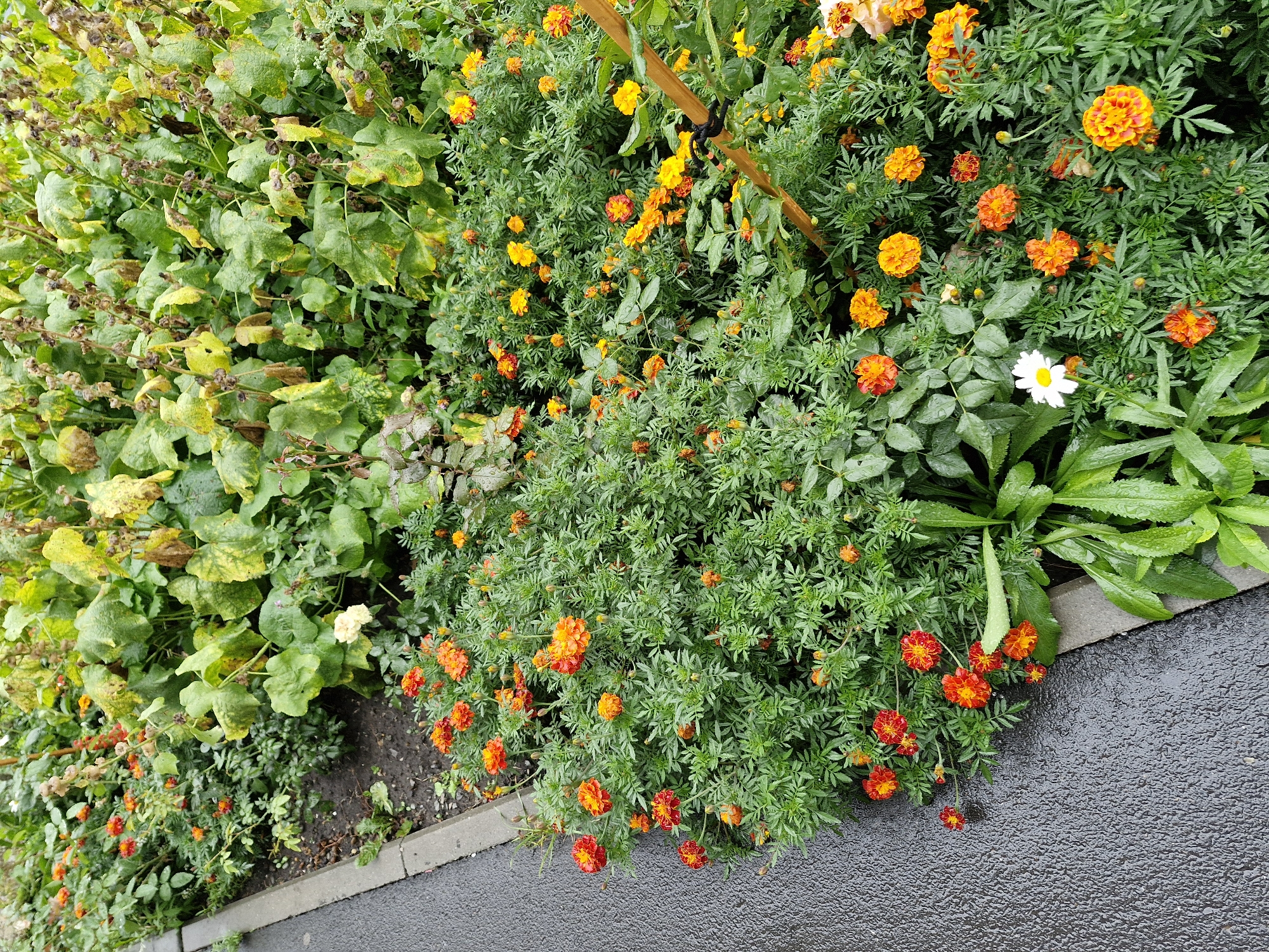 The image depicts a close-up view of a flowerbed situated next to a wet, dark asphalt path. The flowerbed is densely packed with various flowering plants, predominantly marigolds in shades of orange and yellow, some with red accents. A few white daisies and some larger, leafy green plants are also visible. The foliage is lush and appears somewhat damp, suggesting recent rain. The background shows more greenery, with some plants displaying yellowing or browning leaves, indicating the end of a growing season. A wooden stake is partially visible in the middle right of the frame, tied with black string. The scene is devoid of any people or animals.