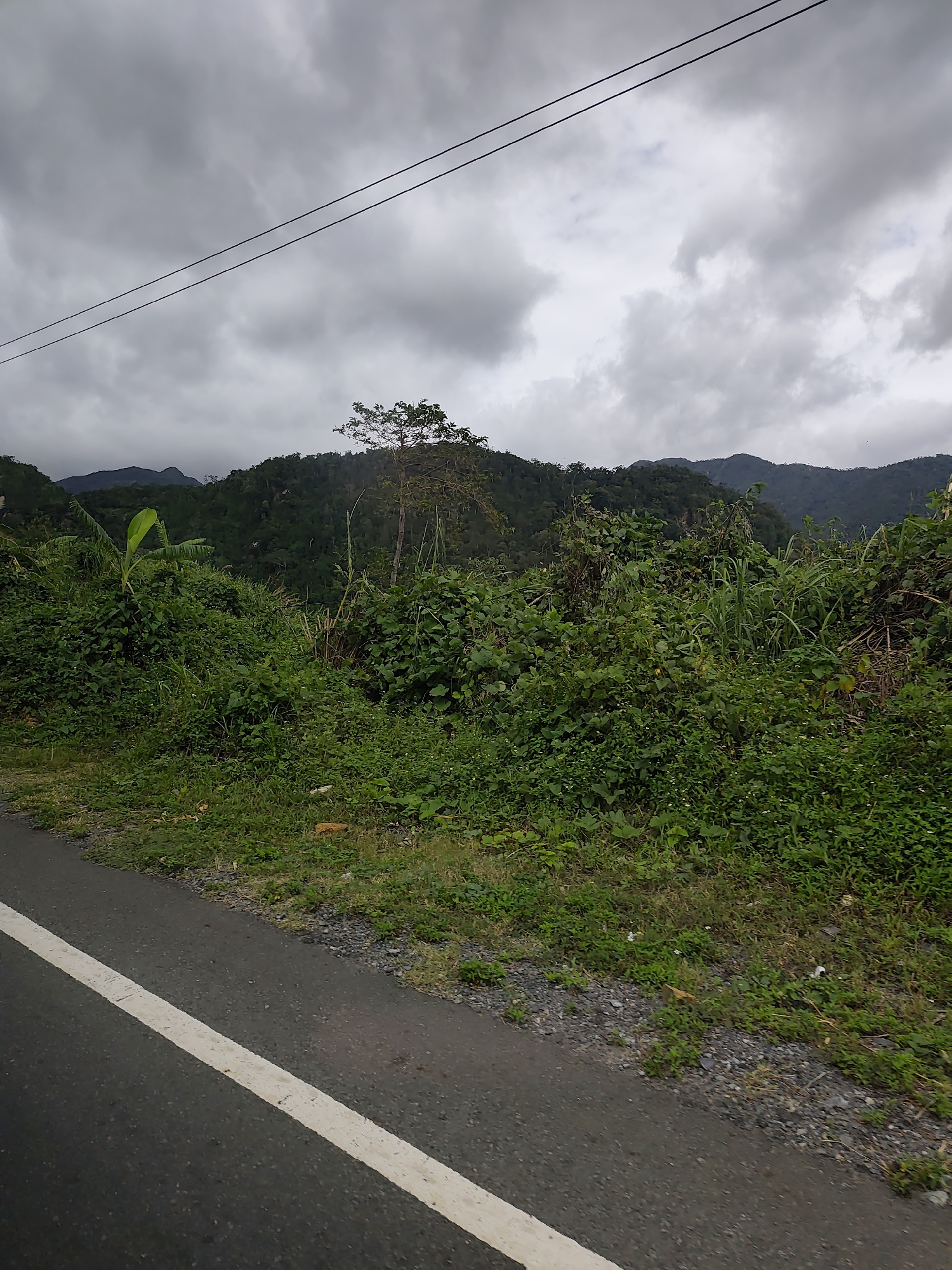 A cloudy sky looms over a lush, green hillside in this outdoor scene. In the foreground, a paved road with a white line runs diagonally from the bottom left corner. The road transitions to a gravel shoulder bordered by dense vegetation, including various plants and trees. A single tree stands prominently on the hillside, its branches reaching towards the sky. In the background, rolling hills covered in foliage create a layered landscape. Two dark wires stretch across the upper portion of the image, adding a linear element to the composition. The overall impression is one of a natural, undeveloped environment under an overcast sky.