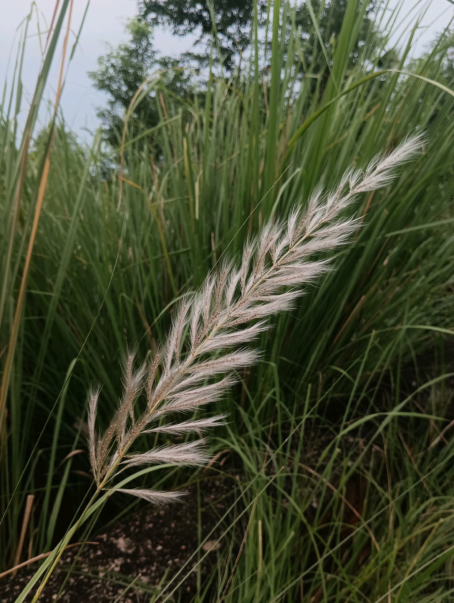 A close-up, eye-level shot captures a feathery white plume of grass in focus against a blurred background of lush green foliage and a cloudy sky. The grass plume, the main subject, is positioned diagonally from the lower left to the upper right of the frame, with delicate, hair-like structures extending from a central stem. The background consists of tall, dense green grass and reeds, with some darker patches suggesting soil or shadow. In the upper portion of the image, a faint outline of trees or bushes is visible against a pale sky, indicating an outdoor natural setting. The scene appears to be located in an unpaved area, possibly a field or a roadside, typical of the outskirts of a city like Pachuca, India, where such natural vegetation is common. No people or animals are present in the frame, and there are no discernible man-made structures other than the implied presence of the surrounding city. The lighting is soft and diffused, suggesting overcast conditions or the gentle light of early morning or late afternoon. The overall mood is one of natural tranquility and simplicity.