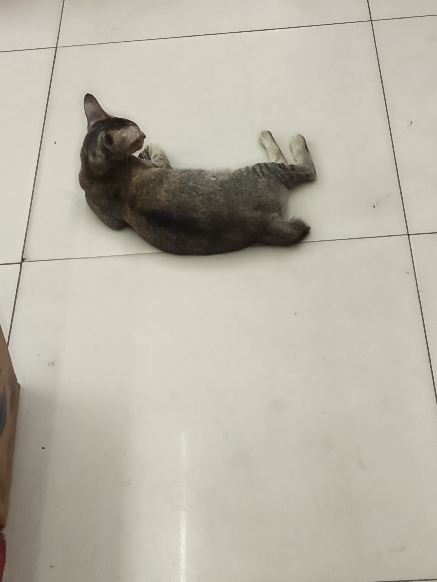 A tabby cat lies on its back on a white tiled floor. The cat's head is turned to its left, and its eyes are open. Its front paws are tucked towards its chest, and its hind legs are extended. The cat appears to be relaxed and comfortable. The background is a plain white tiled floor, with dark grout lines between the tiles. The lighting in the room is dim, casting soft shadows on the floor.