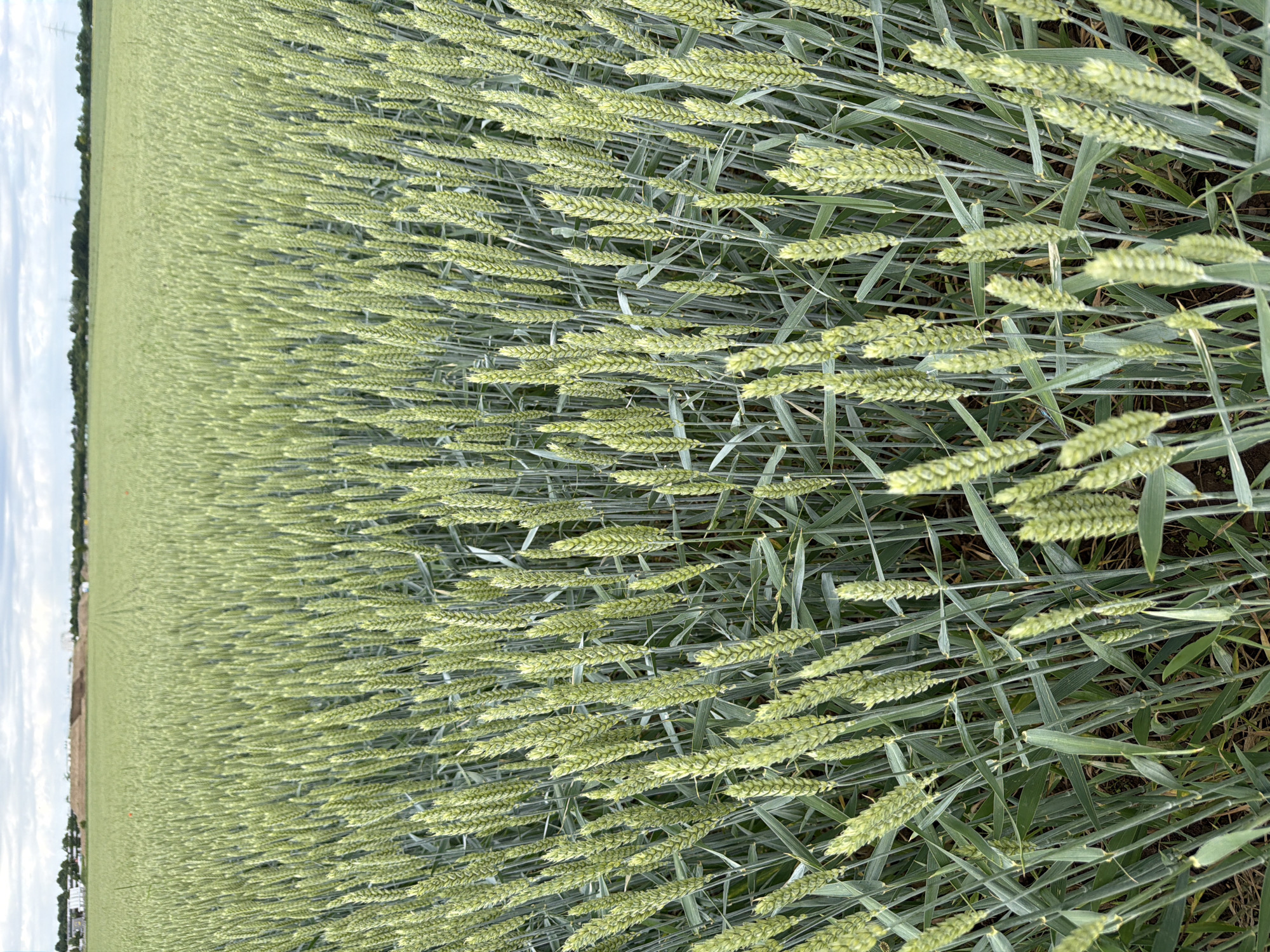 An outdoor, vertical, medium shot captures a field of young, green wheat crops. The stalks are densely packed, extending from the foreground to the horizon. Some stalks are taller, reaching above the average height of the crop, while others are shorter. The wheat heads are visible, showing a light green color. The ground beneath the wheat is not clearly discernible due to the density of the plants. In the distance, the field stretches out, meeting a hazy horizon. The sky above is overcast, with a mix of gray clouds. The image appears to be taken in Poing, Germany, given the presence of a construction site with heavy machinery and raw earth piles in the background, indicative of ongoing development in the vicinity of a suburban or rural area. Power lines are also visible in the far distance, suggesting proximity to infrastructure.