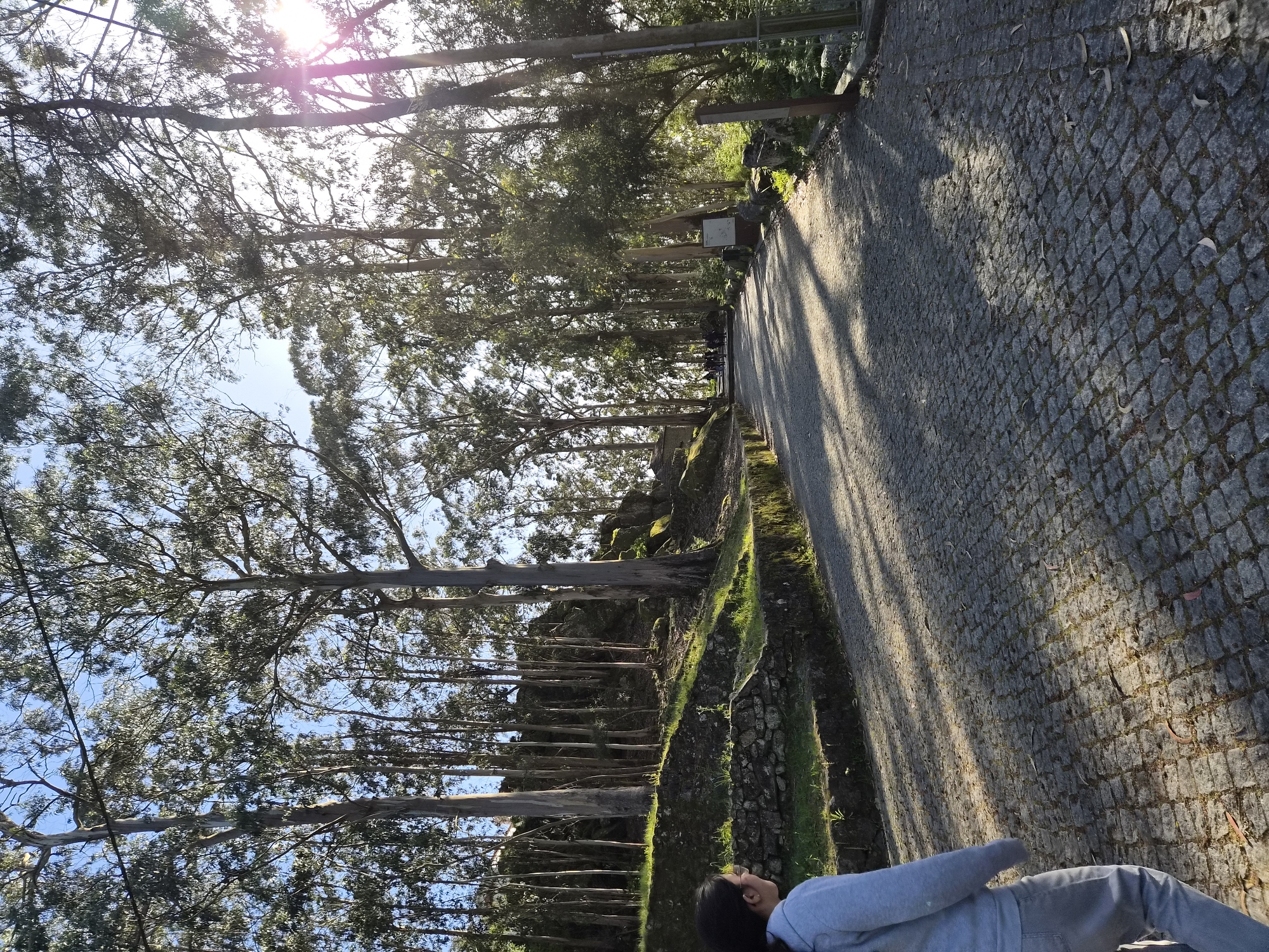 A sunny day in Esposende, Portugal. The image is taken from a low perspective, likely from someone lying on the ground. A person wearing grey sweatpants and a grey sweater is in the lower right corner of the frame. The person is lying down, facing towards the row of trees. The ground is paved with cobblestones, interspersed with leaf litter. A row of tall, slender trees lines the left side of the image, stretching towards the top of the frame. Behind the trees, the sky is visible with bright sunlight filtering through the leaves and branches. Next to the trees is a grassy hill and wall of rough-hewn stone. The background is blurred. There is a road or path adjacent to the right edge of the grassy hill.