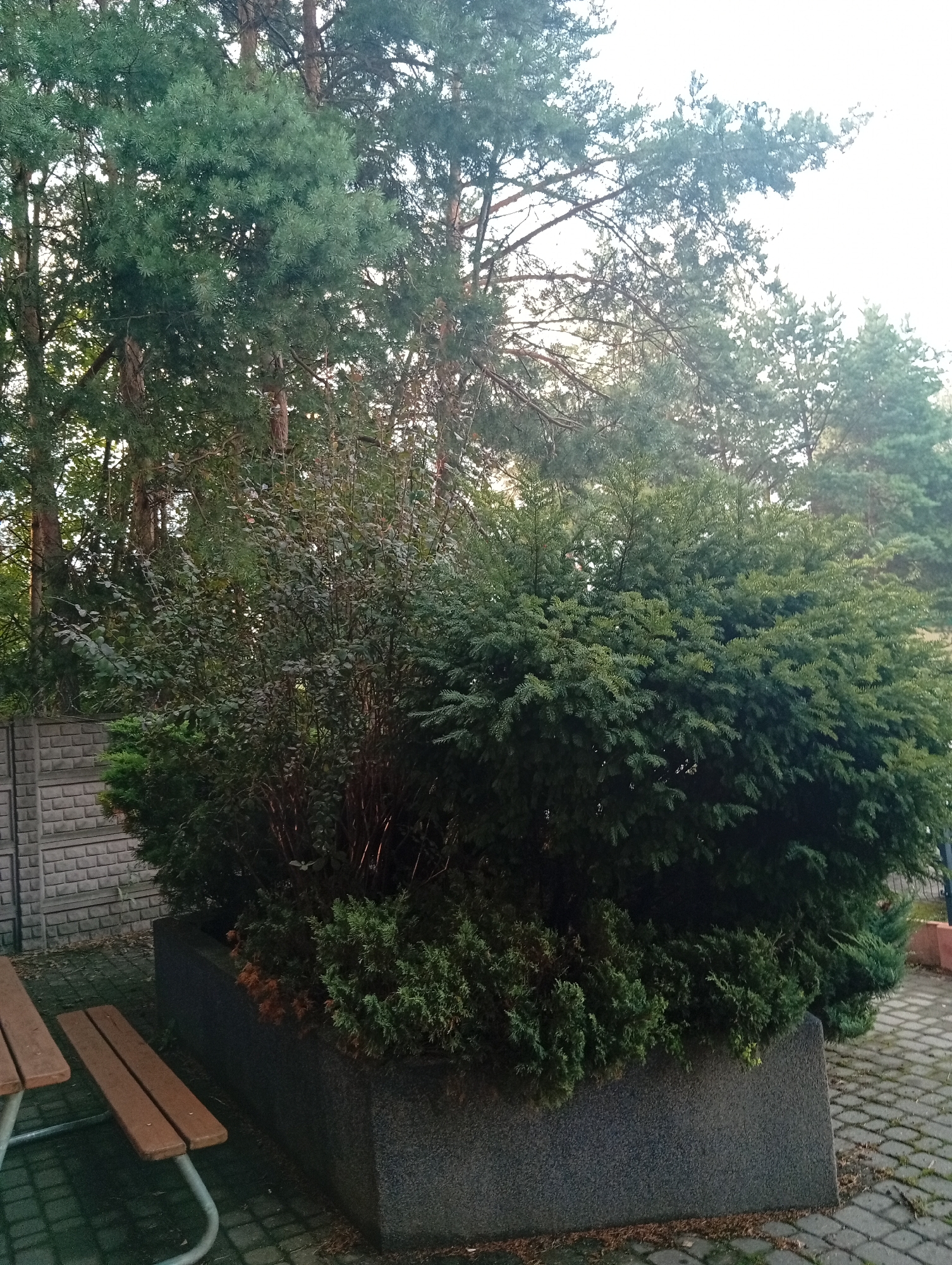 In the city of Kożuszki-Parcel, Poland, a large planter box with dark grey, textured sides holds a dense arrangement of various green shrubs and trees. The planter is positioned on a paved area made of interlocking grey pavers. To the left of the planter, a portion of a concrete fence with a brick-like pattern is visible. In the foreground on the left, a section of a wooden picnic table with two benches is present. Behind the planter and the fence, tall evergreen trees, likely pines, with rough brown bark dominate the background, with some taller deciduous trees also visible. The scene is illuminated by natural light, suggesting it is daytime.