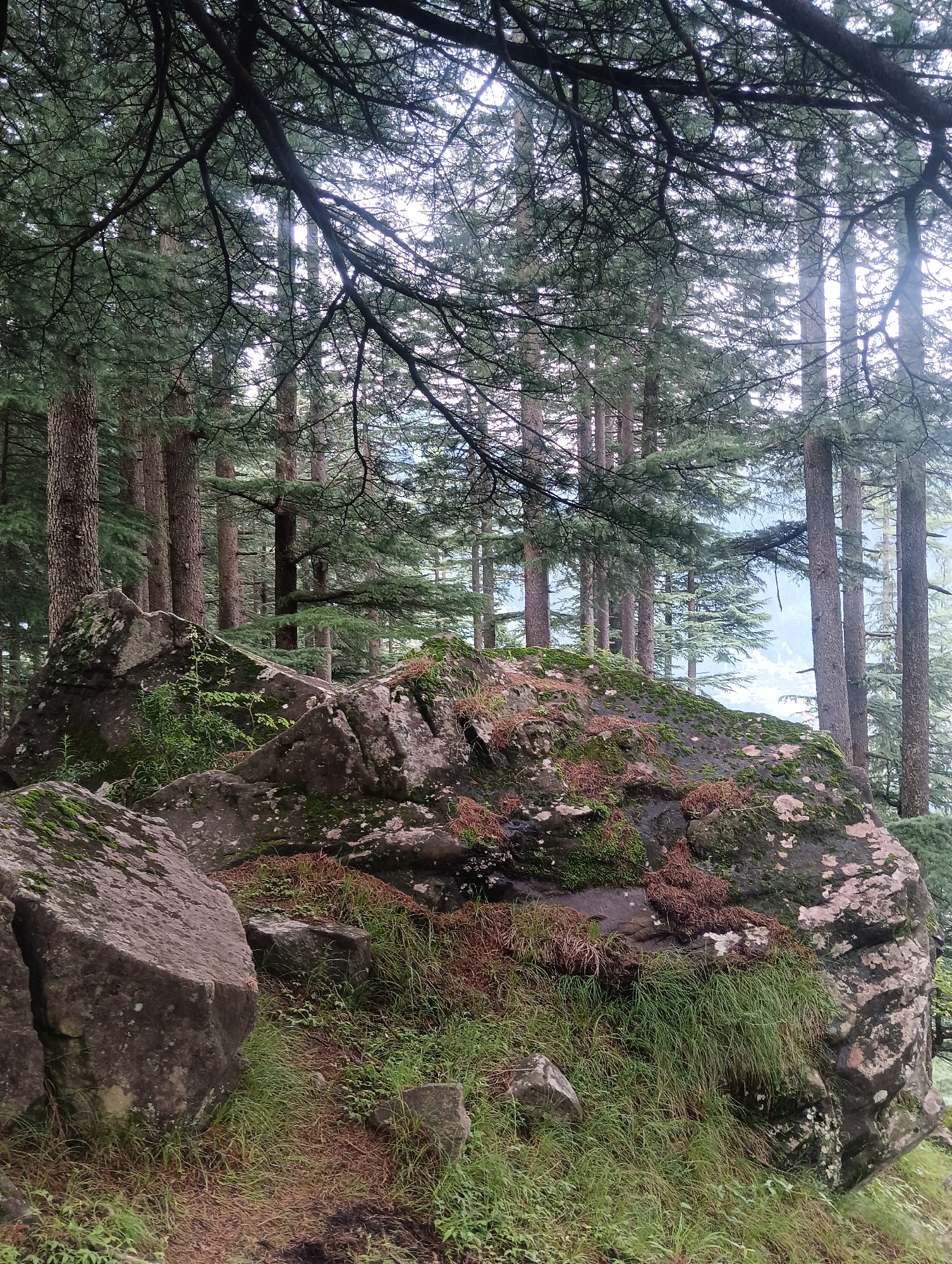 A photograph captures a forest scene in Chhyal, India, with a focus on large, moss-covered rocks in the foreground. Towering pine trees dominate the background, their trunks appearing in orderly rows, suggesting a managed forest or natural growth. The ground is carpeted with lush green grass and fallen pine needles. Sunlight filters through the dense canopy, creating a dappled light effect. The overall atmosphere is serene and natural.