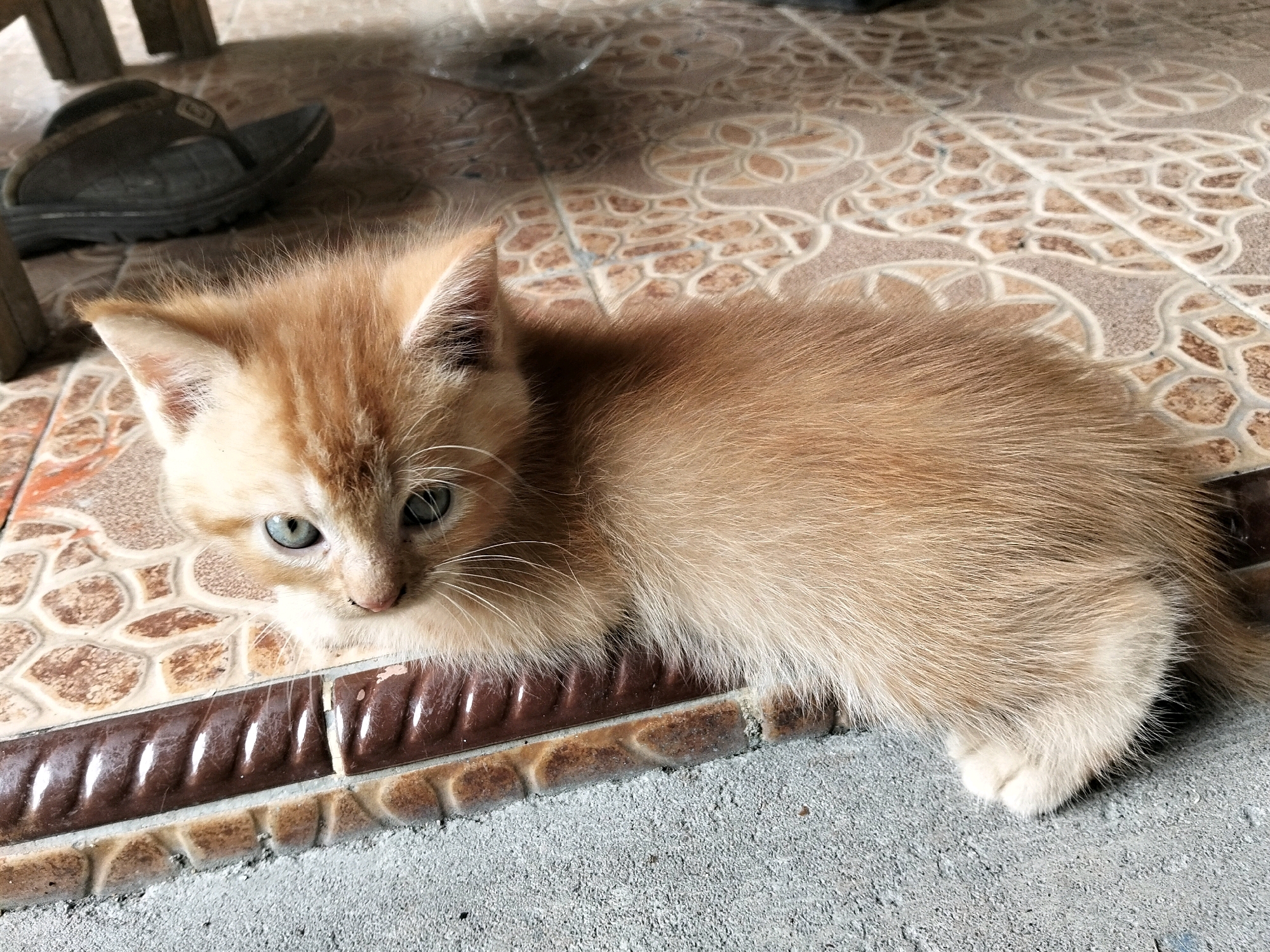 The image shows a ginger kitten lying on a tiled floor. The kitten has light brown fur and striking blue eyes. It is positioned on a brown and beige patterned tile, with a darker brown, ridged trim piece running horizontally in front of it. The floor itself appears to be a mixture of tiles and concrete. In the background, partially visible, is a dark-colored sandal and the legs of a wooden structure, possibly furniture. The lighting suggests it is daytime, with shadows cast from the furniture. The scene is located in Arang Limbung, Indonesia.