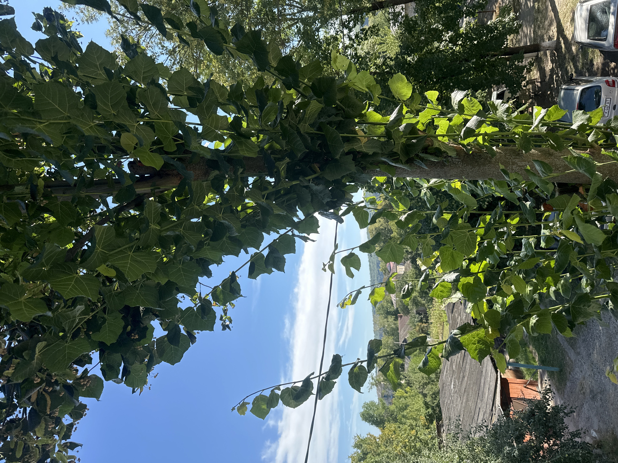 The image is a medium-shot photograph taken outdoors, likely in the city of Camenca, Moldova, judging by the provided context. The viewpoint is from a slightly elevated position looking upwards towards a tree trunk heavily laden with large, green, heart-shaped leaves. The tree trunk, rough and brown, dominates the center of the frame. Vines with smaller, more delicate leaves hang from the upper branches, creating a natural, somewhat wild aesthetic.
Behind the tree, the background reveals a suburban or rural landscape. A power line stretches horizontally across the middle-left portion of the image. Further back, a weathered, grey-roofed building with an orange-brown wooden section is visible, adjacent to a dirt path. Beyond the immediate structures, a gentle slope is covered in a dense canopy of green trees. In the distance, several houses with red-tiled roofs and other buildings are scattered among the trees under a bright blue sky dotted with wispy white clouds. Two parked cars are visible on a paved surface on the right side of the frame. The lighting suggests it is daytime, with sunlight filtering through the leaves, creating highlights and shadows. There are no people visible in the image.