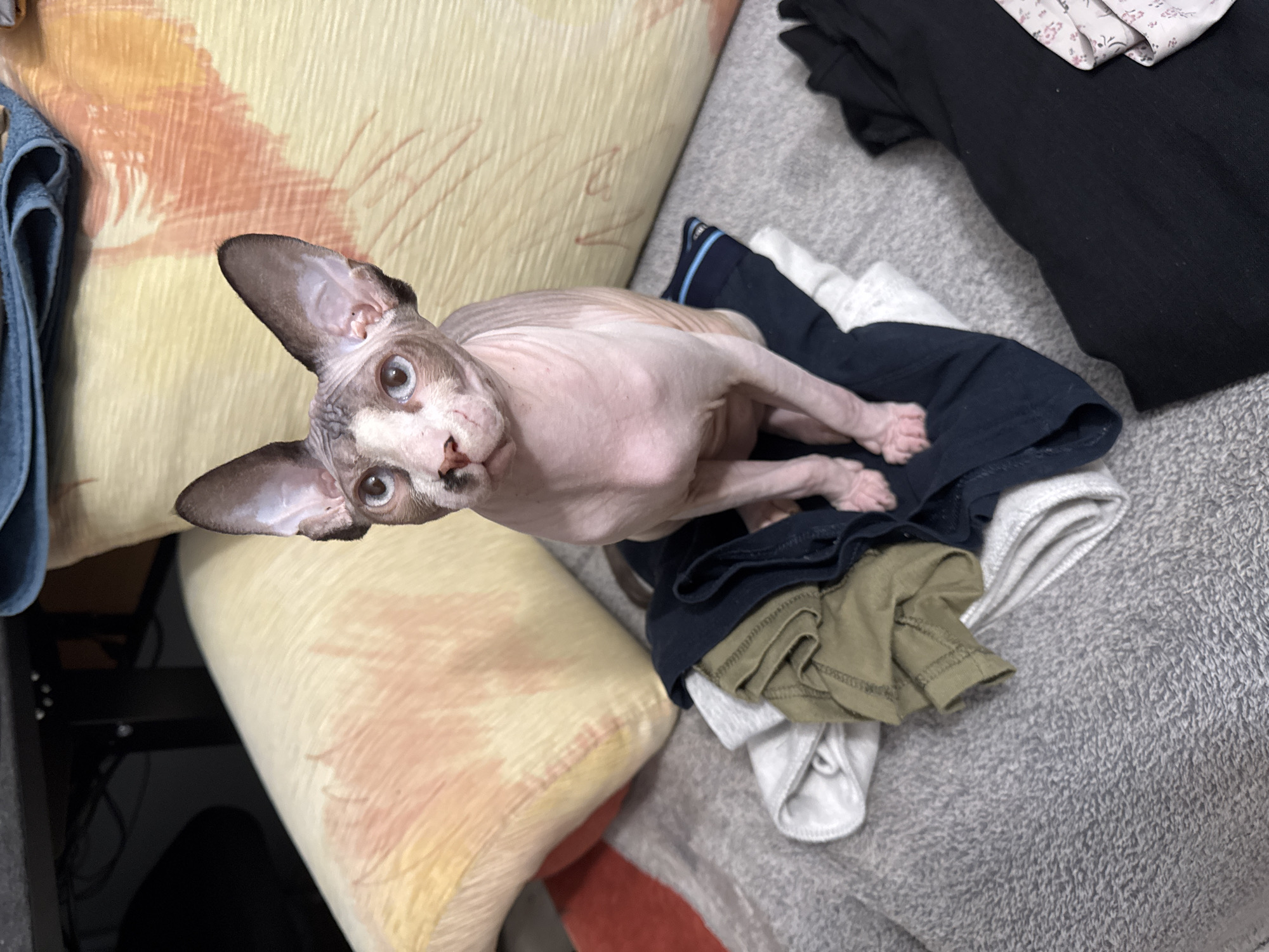 An adult Sphynx cat with pink skin and large ears is sitting on a pile of dark blue and grey clothing items. The cat has striking blue eyes and dark markings on its face and ears. Behind the cat are two pillows, one yellow with an abstract orange design and another with a lighter, textured pattern. The background is blurred, but suggests an indoor setting with a desk and possibly other furniture. The lighting is dim, casting soft shadows. The cat is looking directly at the camera with a curious expression. The overall scene appears to be a casual, domestic environment.
