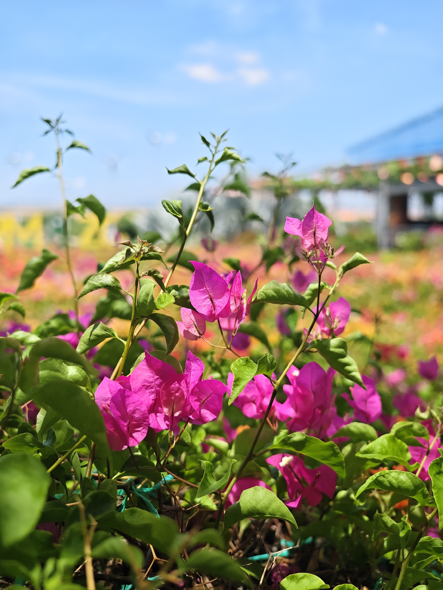 In Phước Hải, Vietnam, a close-up shot focuses on vibrant pink bougainvillea flowers against a blurred background of more flowers, a building with a blue roof, and a clear blue sky with faint clouds. The foreground features lush green leaves and stems of the bougainvillea plants, with a hint of a green net supporting them. The image captures a bright, sunny day, with the selective focus drawing attention to the intricate details of the flowers and foliage in the immediate vicinity.