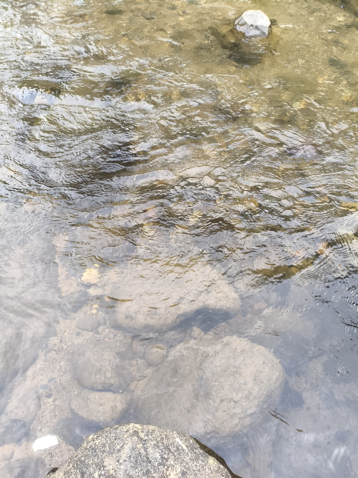 The image depicts a clear, shallow stream or river located in Babakan Madang, Indonesia. The water is notably transparent, revealing the riverbed composed of numerous rocks of various sizes and shapes. Intricate ripples and gentle waves characterize the water's surface, creating shifting patterns of light and reflection that slightly distort the view of the submerged elements.
Several submerged rocks, appearing in shades of brown and grey, are visible through the water. In the foreground, at the bottom of the frame, a large, textured rock is partially exposed above the waterline, its surface appearing gritty. Another smaller, lighter-colored rock is visible near the top right, also partially breaking the surface. The natural lighting suggests it is daytime, likely a bright and clear day, allowing sunlight to penetrate the water effectively. There are no people or specific activities taking place, and no visible text. The scene conveys a sense of a tranquil, natural aquatic environment.