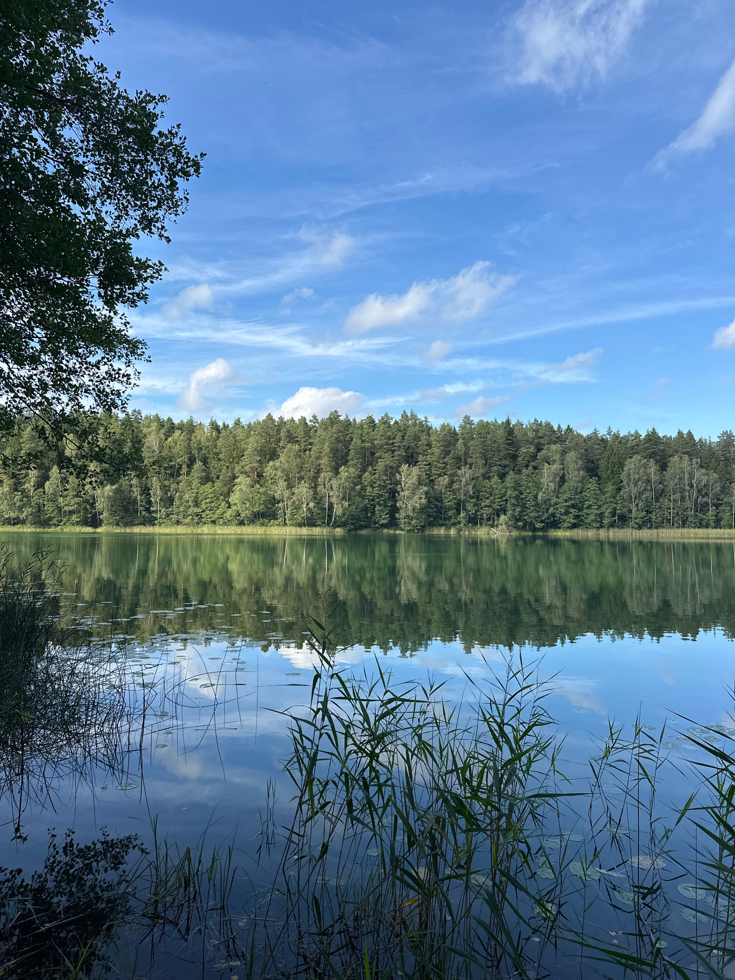 The image depicts a serene lake scene in the vicinity of Свірскі сельскі Савет, Belarus. The foreground is occupied by the calm water of the lake, with reeds and aquatic plants growing along the edge. The surface of the lake acts as a mirror, reflecting the dense forest that lines the opposite shore. This forest is composed of a variety of green trees, creating a lush and vibrant backdrop. Above the treeline, a clear blue sky is visible, dotted with scattered white clouds. The overall atmosphere is tranquil and natural, characteristic of a peaceful rural landscape. There are no people or animals visible in the image.