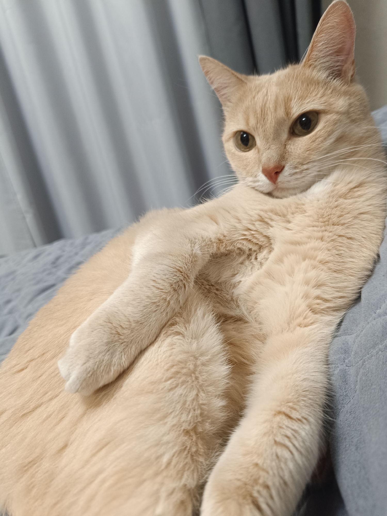 A light-colored cat with green eyes and a pink nose is lying on a gray blanket, with a gray curtain in the background. The cat is looking towards the camera with its head slightly tilted. The image does not contain any information about the city of Naberezhnye Chelny, Russia.