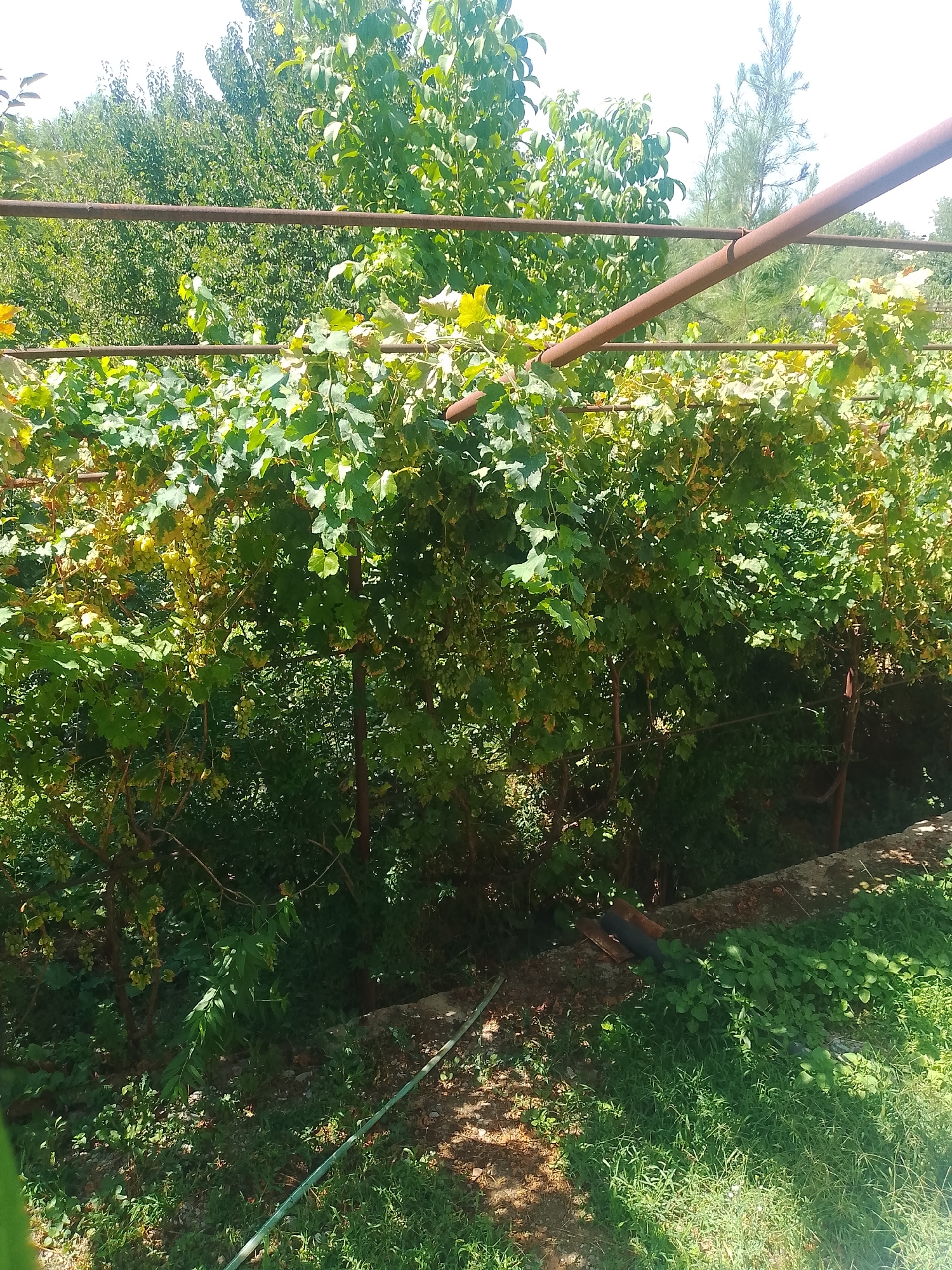 The image shows a vineyard with a wooden trellis in an outdoor setting. The vineyard has green leaves and clusters of green grapes hanging from the vines. In the background, there are trees and a clear sky. The ground is covered with grass and dirt. A green hose lies on the ground in the foreground. The scene appears to be a backyard or garden area. This image was taken in the city of Shahrisabz, Uzbekistan.