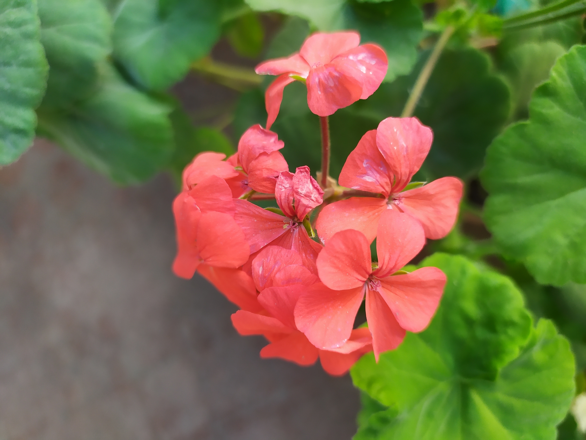 The image shows a close-up view of a cluster of coral-colored geranium flowers. The flowers are in various stages of bloom, with some petals appearing slightly wilted. They are surrounded by vibrant green leaves, also slightly out of focus. In the background, a textured, muted gray surface is visible, possibly a wall or a large rock. The lighting suggests it is daytime, with soft illumination highlighting the delicate textures of the petals and leaves. There are no people or animals present in the image, and no discernible actions or interactions are taking place. The scene appears to be an outdoor botanical setting, likely a garden or a potted plant arrangement. There is no information within the image to indicate its location in Bilajari, Azerbaijan.