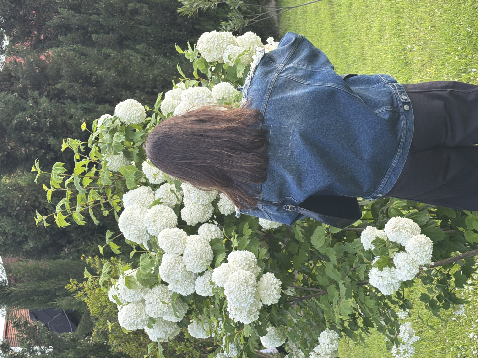 A woman with long brown hair and wearing a blue denim jacket and dark pants stands next to a large bush covered in white pom-pom shaped flowers. The location appears to be outdoors in a grassy area or garden, possibly in Napareuli, Georgia, although there is no explicit signage to confirm this. The background shows various trees and greenery. The woman is facing the bush, possibly looking at or interacting with the flowers.