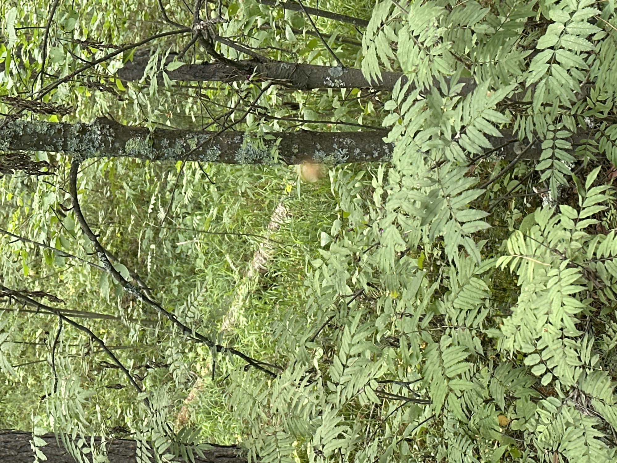 The image depicts a dense forest floor scene in Sokolovo, Russia, characterized by abundant green foliage and trees. In the mid-ground, a pale, round object, possibly a mushroom or a piece of fruit, is visible nestled amongst the vegetation. The lighting suggests an overcast day, casting a soft, diffused light across the scene. The overall impression is one of natural growth and a secluded woodland environment.