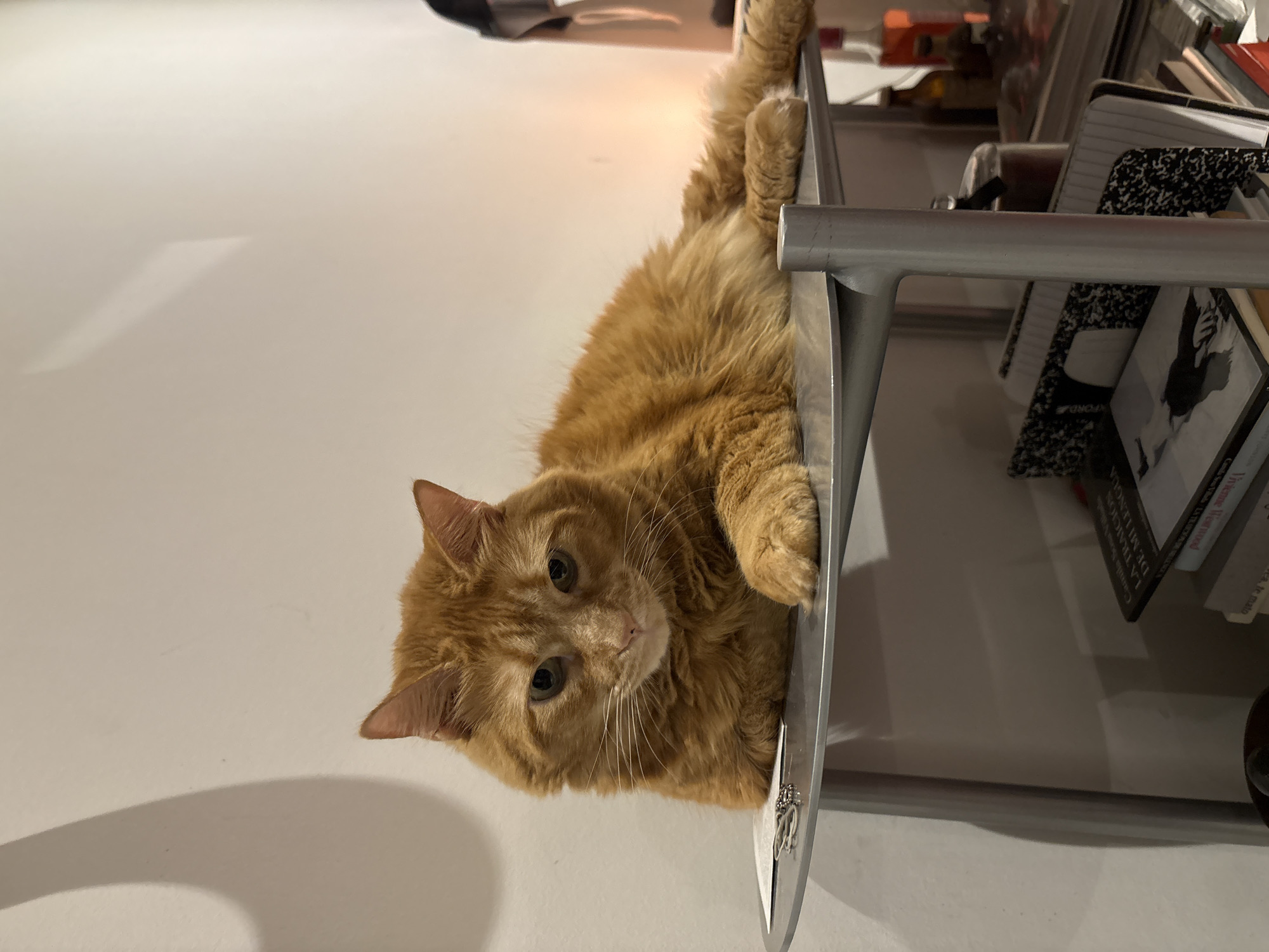A medium close-up shot captures an orange tabby cat lying on its side on a metal shelf. The cat looks towards the camera. The shelf appears to be part of a larger piece of furniture stacked with books, notebooks and other personal items. The background is a plain white wall.
The text on a book visible on the shelf reads "Vivienne Westwood". Another reads, "LA TRAICIÓN DE MILENGUA".