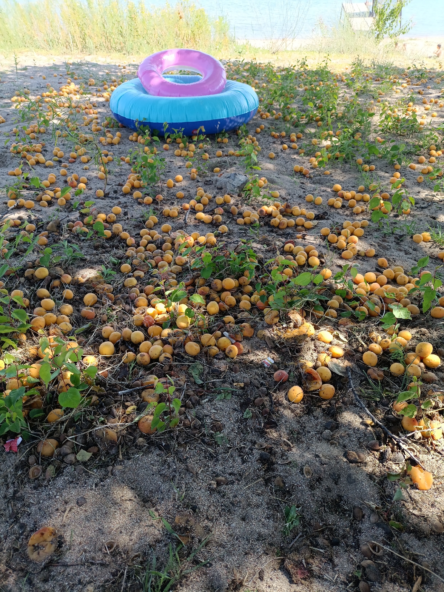 The image depicts a scene on a sandy bank near a body of water, likely a beach or lake shore, with dry grasses and trees in the background. The foreground is covered with a large number of ripe, yellow-orange fruits, possibly apricots, scattered across the sand and sparse vegetation. A two-toned inflatable ring, blue on the bottom and pink on the top, rests on the ground among the fruits. The lighting suggests it is daytime, with dappled sunlight casting shadows from unseen trees. The location is identified as the city of Kirpichny, Kyrgyzstan. There are no people clearly visible in the foreground, but faint figures can be seen in the distant background near the water.