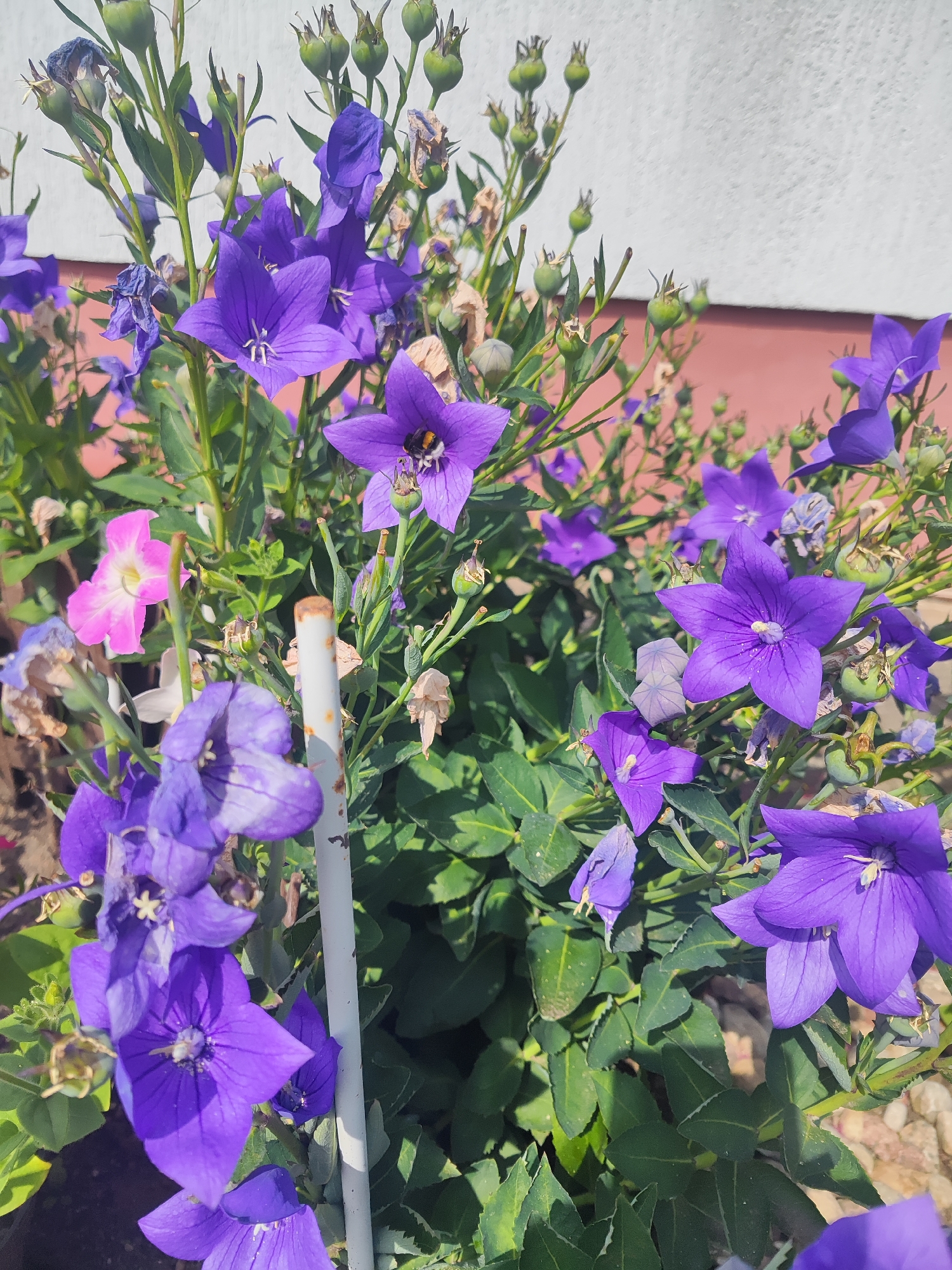 This image depicts a close-up view of blooming purple balloon flowers (Platycodon grandiflorus) in an outdoor setting. Several flowers are in full bloom, showcasing their star-shaped petals and a central pistil and stamens. There are also numerous unopened flower buds, appearing as green, bulbous capsules. Green foliage fills the lower and mid-sections of the frame, providing a lush backdrop. A single pink petunia-like flower with white accents is visible to the left of the frame. A white, weathered metal stake with rusted patches stands vertically in the center of the image, appearing to support the plants. In the background, a wall of a building is visible, painted white at the top and a muted reddish-brown below. Small pebbles and soil are discernible at the bottom of the frame. A bumblebee is perched on one of the purple flowers, actively collecting nectar. The scene suggests a well-maintained garden or planter in a suburban or urban environment. The specific location in Gvardeysk, Russia, is not visually evident from the image itself.