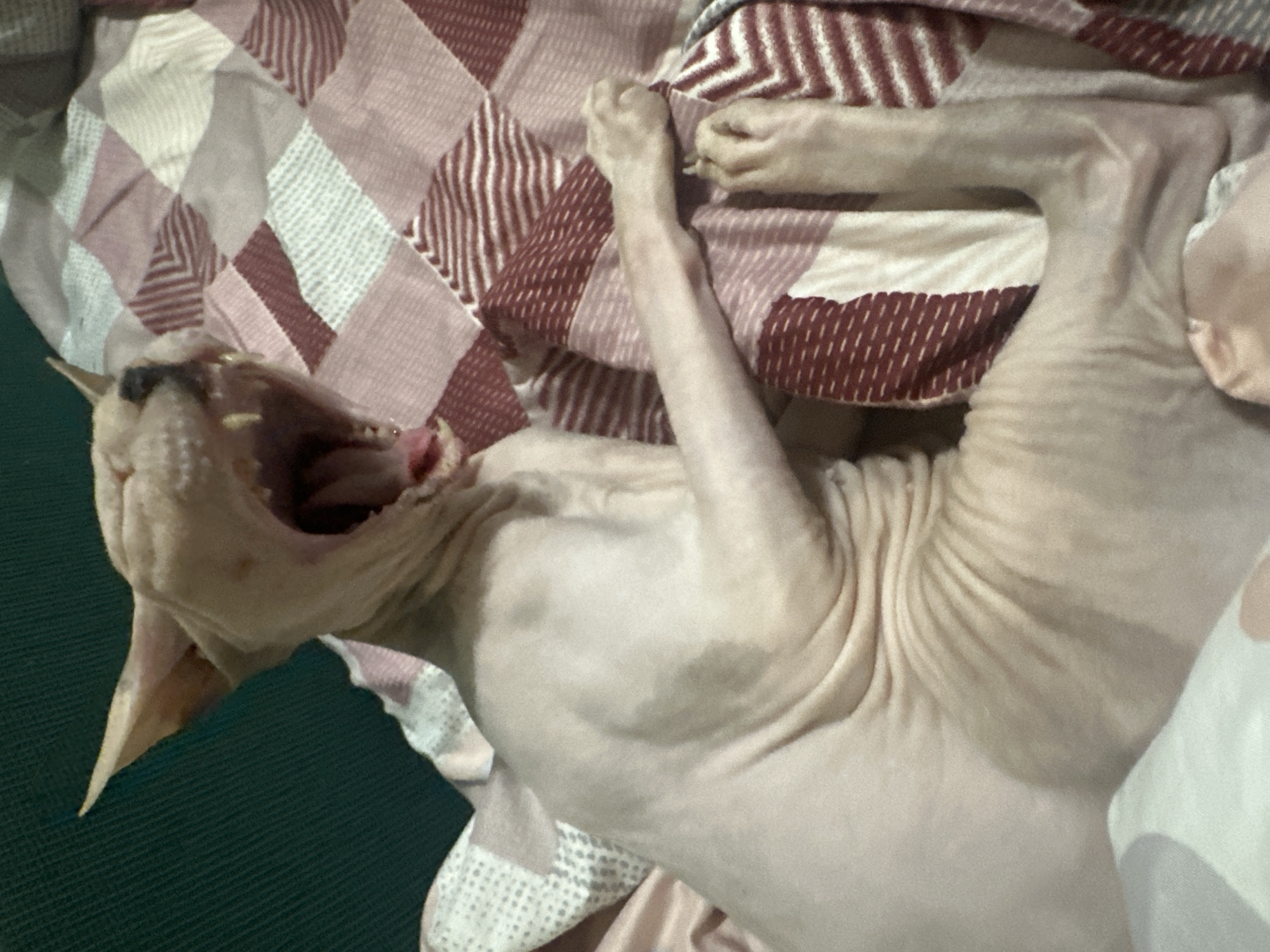 A hairless cat, likely a Sphynx breed, is captured mid-yawn on a bed covered with a patterned blanket. The blanket features diamond shapes in shades of pink and burgundy, with striped accents. The cat's mouth is wide open, revealing its teeth and pink tongue. Its body is wrinkled and pale pink, with a dark shadow suggesting folds of skin on its abdomen. The cat's paws are visible, with one resting on the blanket and the other extended. The background includes a dark green surface, possibly a headboard or wall. The scene is indoors, likely in a domestic setting. There is no information available to determine the specific location in the city of Togliatti, Russia.