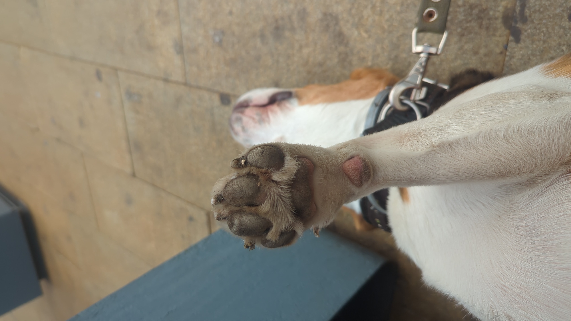 The image shows a close-up of a dog's paw, which appears to be dirty. The dog is lying on a paved surface. The paw is raised and in focus, while the rest of the dog and the background are blurred. There is a portion of a blue object in the upper left corner of the image, and a leash is visible attached to the dog's collar. The lighting suggests it is daytime. The image does not contain any information that would allow for the identification of its location in Moscow, Russia.
