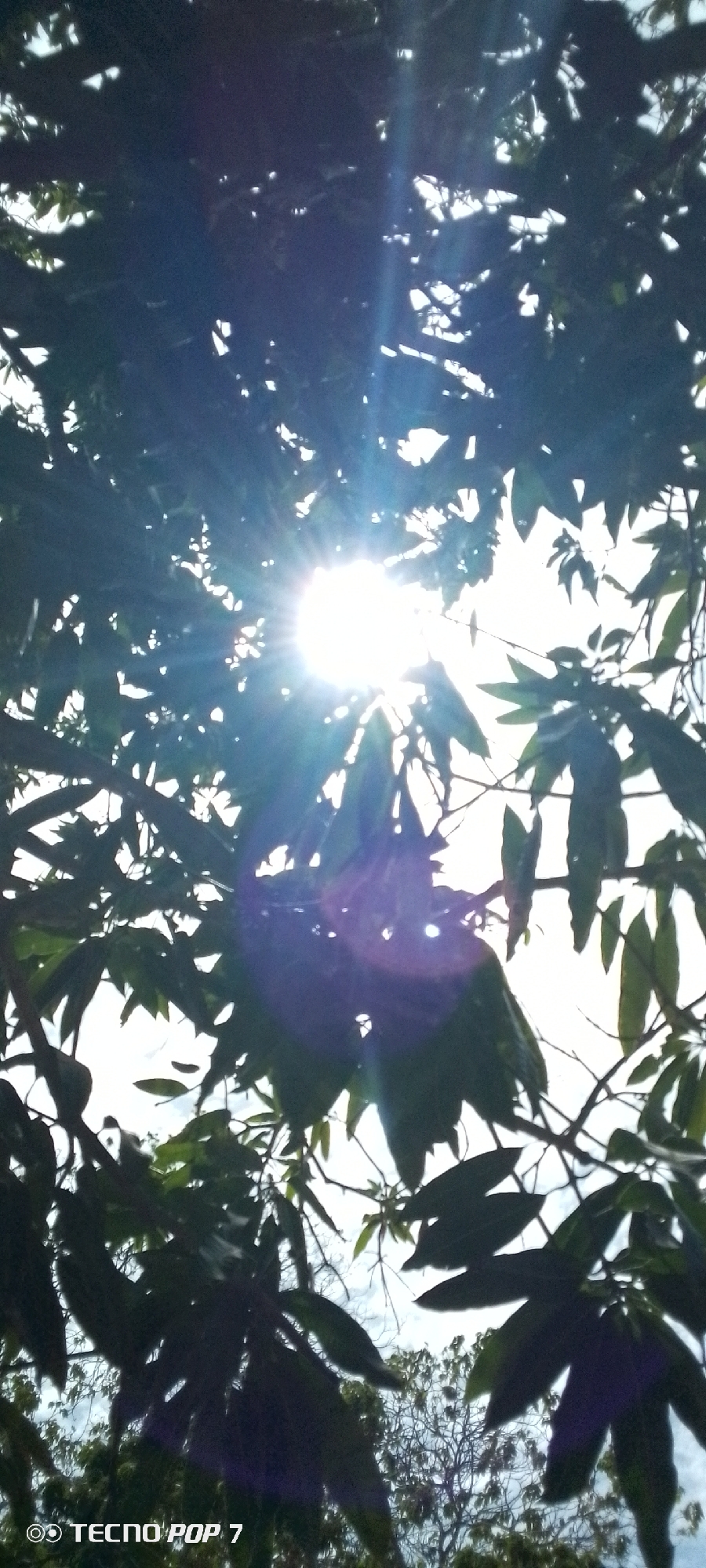 The image, likely taken in Altagracia, Venezuela based on the user's prompt, shows a view looking upwards through the leaves of a tree toward the sun. The sun is a bright, central element with rays extending outwards. The leaves are primarily silhouetted against the bright sky. The bottom of the frame includes a partial view of another tree. A "TECNO POP 7" watermark is present.