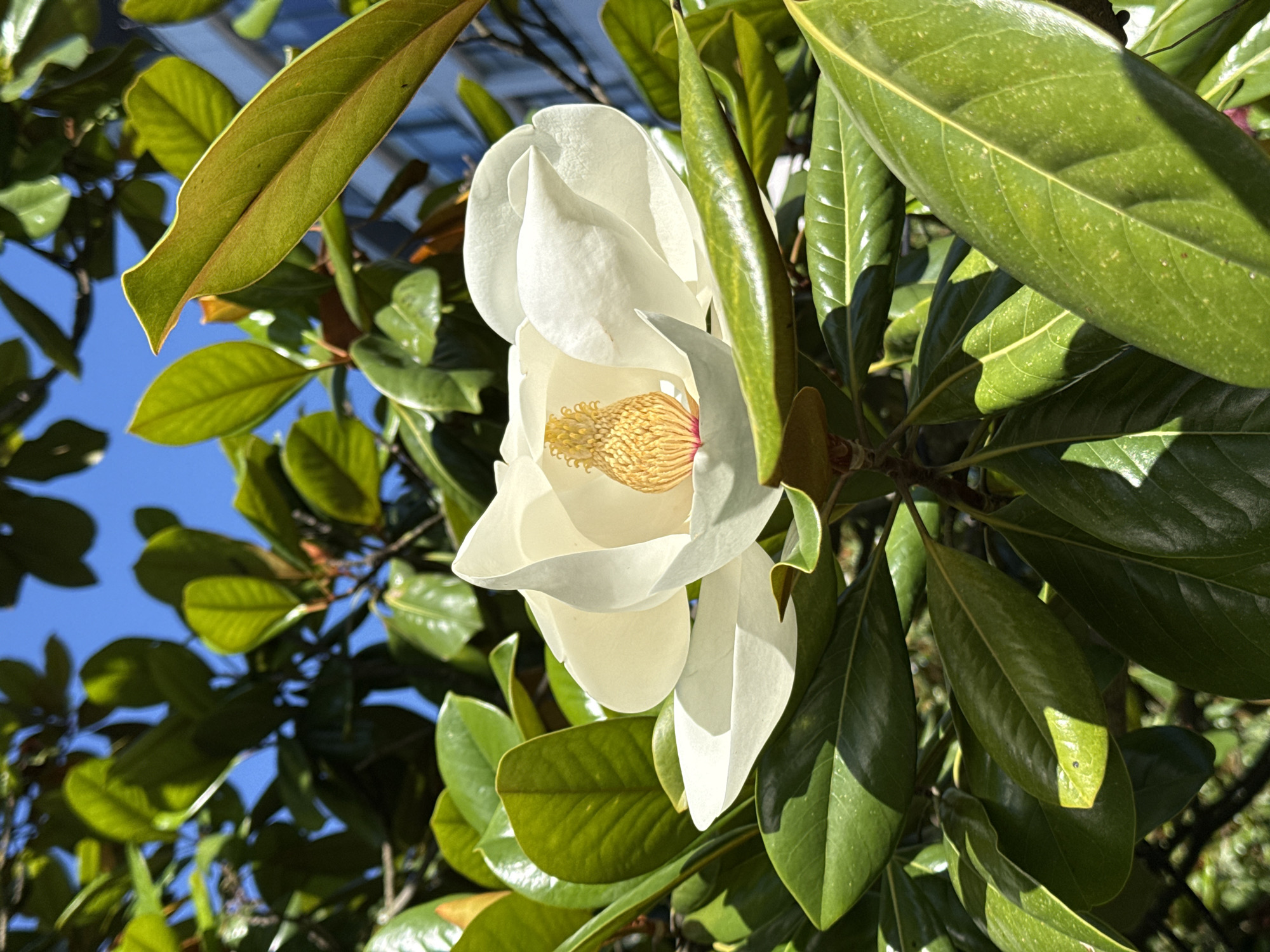 A close-up shot captures a large, white magnolia flower in full bloom, its delicate petals unfurling to reveal a vibrant yellow and pink center. The flower is nestled amongst a backdrop of lush, dark green leaves, some of which are catch the sunlight and appear to glow. The bright blue sky is visible through the foliage, suggesting a clear, sunny day. In the background, a blurred, modern building with glass windows can be seen, hinting at an urban or semi-urban setting. This scene could be located in Sochi, Russia, a city known for its subtropical climate that supports the growth of such flowering trees. There are no people or animals present in the image. The focus is entirely on the natural beauty of the magnolia blossom and its surrounding greenery.